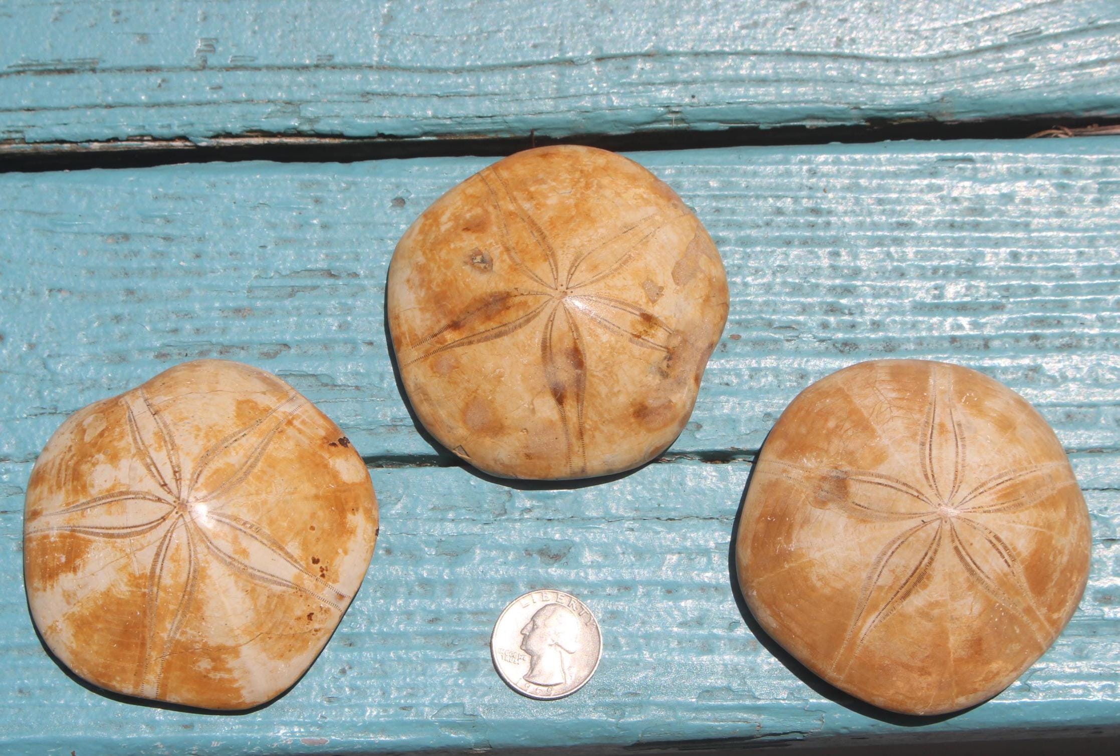 Fossilized Sand Dollars from Madagascar, Large Intact Specimens, Top Quality Golden Color and Beautiful Polish on this rare Fossil Relic.