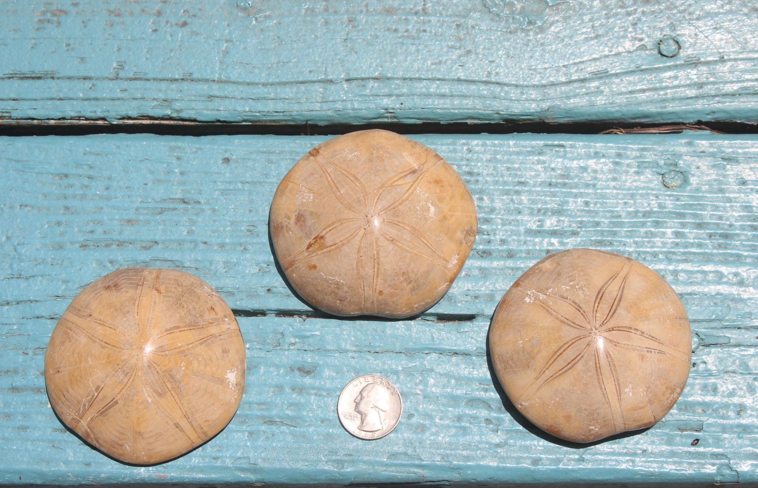 Fossilized Sand Dollars from Madagascar, Large, Quality Intact Specimens. Golden Color and Beautiful Polish on this rare Fossil Relic.