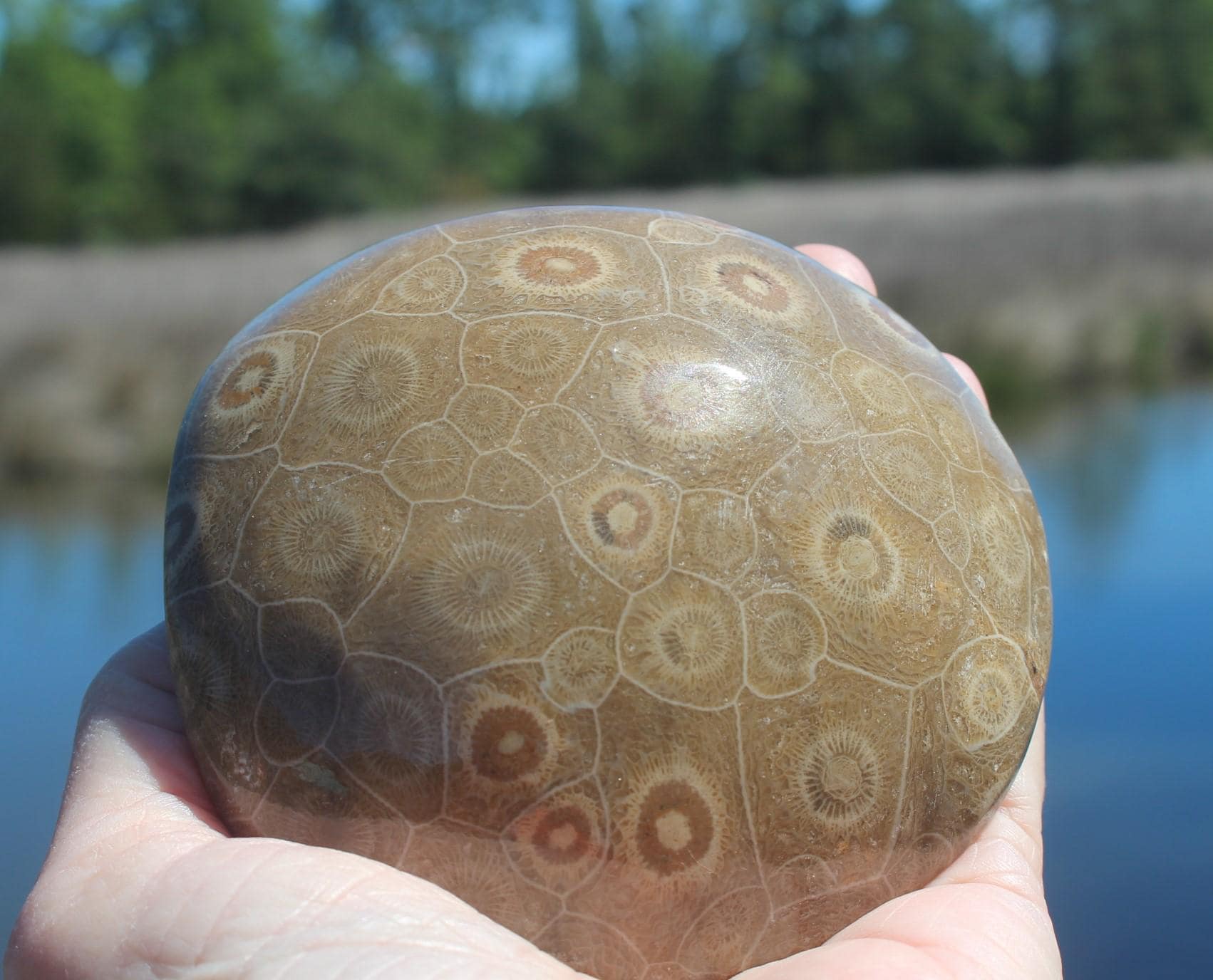 Large Fossilized Coral from Western Sahara Desert of Morocco, Polished Beauties', Beachy Home Décor, Jurassic Art. Great gift for Fathers Day.