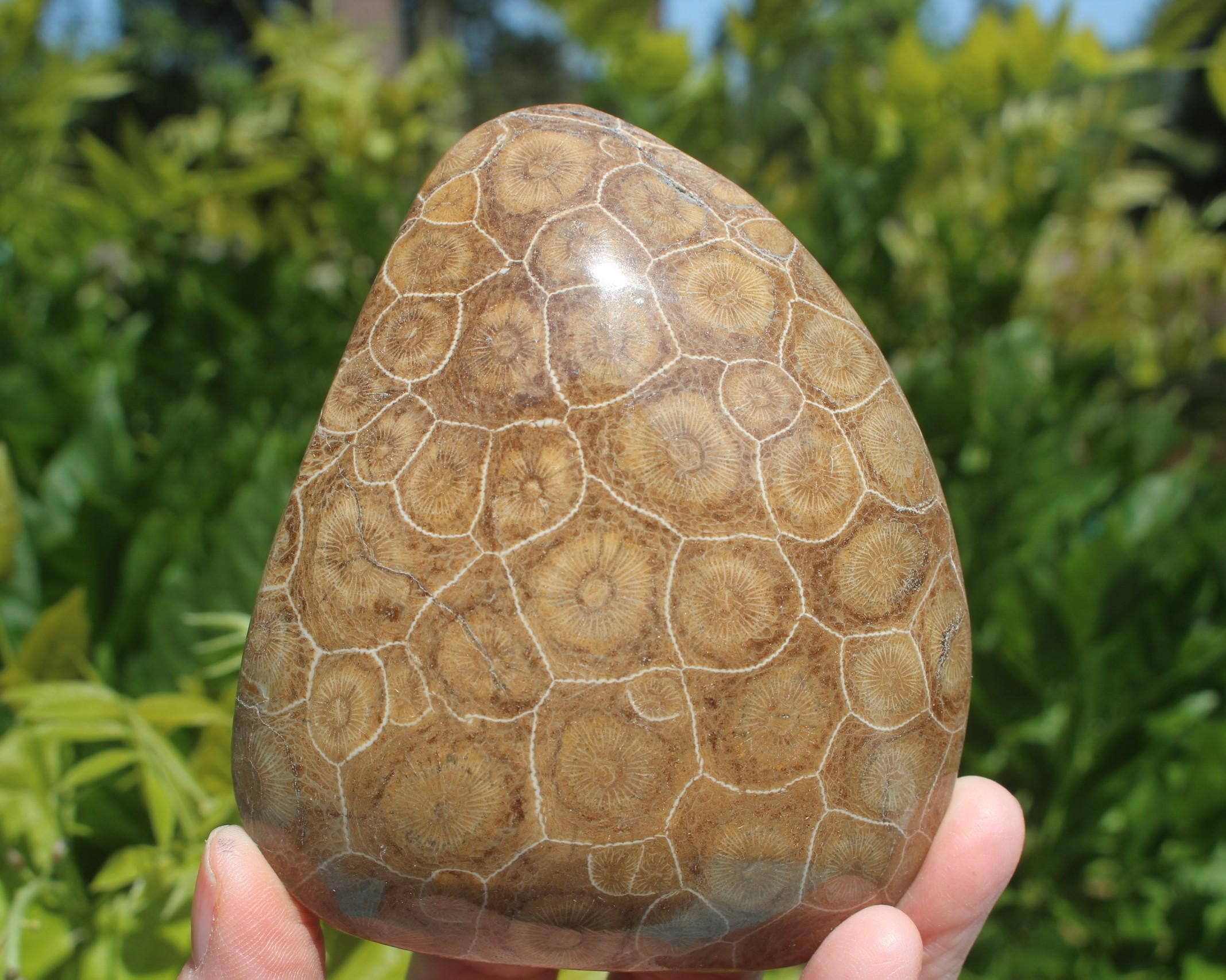 Large Fossilized Coral from Western Sahara Desert of Morocco, Polished Beauties', Beachy Home Décor, Jurassic Art. Great gift for Fathers Day.