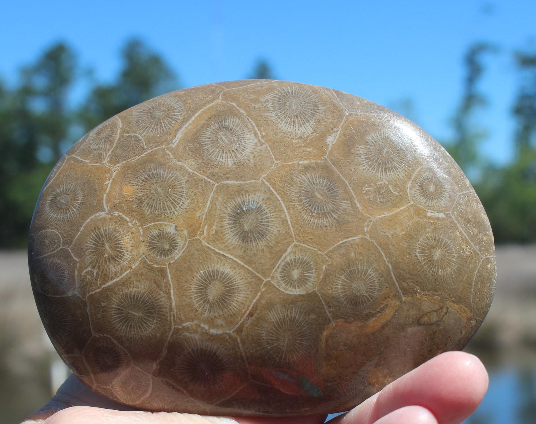 Large Fossilized Coral from Western Sahara Desert of Morocco, Polished Beauties', Beachy Home Décor, Jurassic Art. Great gift for Fathers Day.