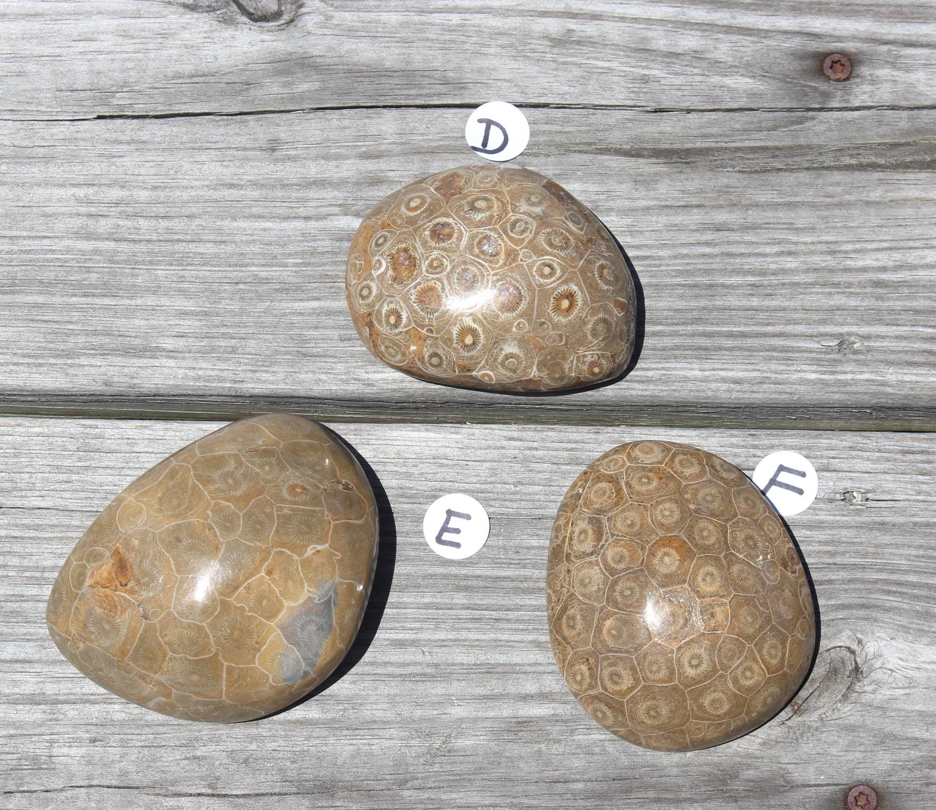 Fossilized Coral Specimens from The Western Sahara Desert of Morocco, Beautiful Polish, Coastal Home Décor, Jurassic Art. Great gift for Fathers Day.