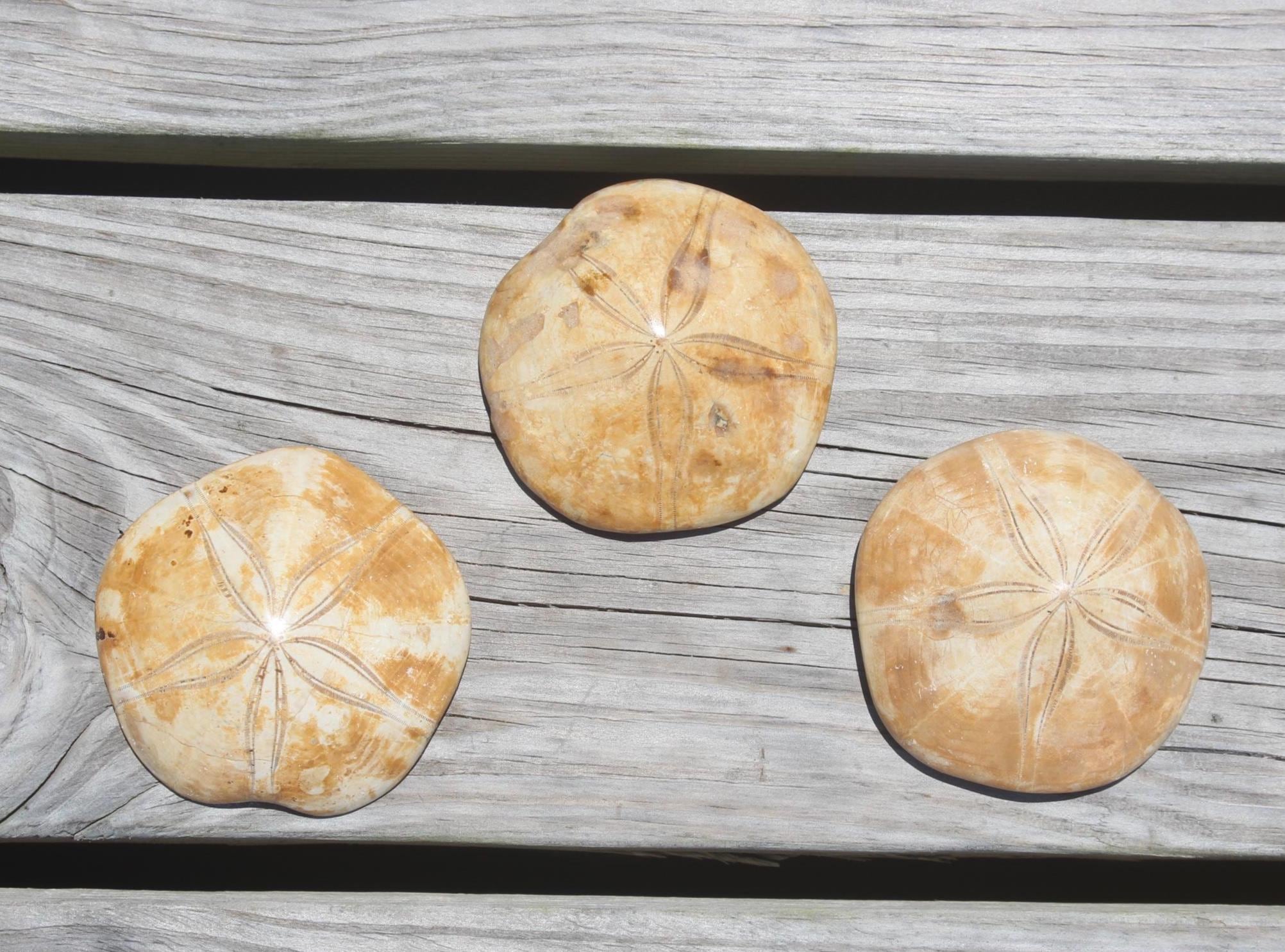 Fossilized Sand Dollars from Madagascar, Large Intact Specimens, Top Quality Golden Color and Beautiful Polish on this rare Fossil Relic.