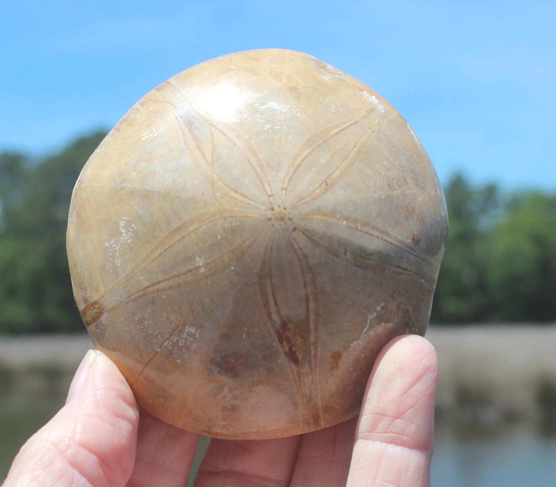 Fossilized Sand Dollars from Madagascar, Large, Quality Intact Specimens. Golden Color and Beautiful Polish on this rare Fossil Relic.