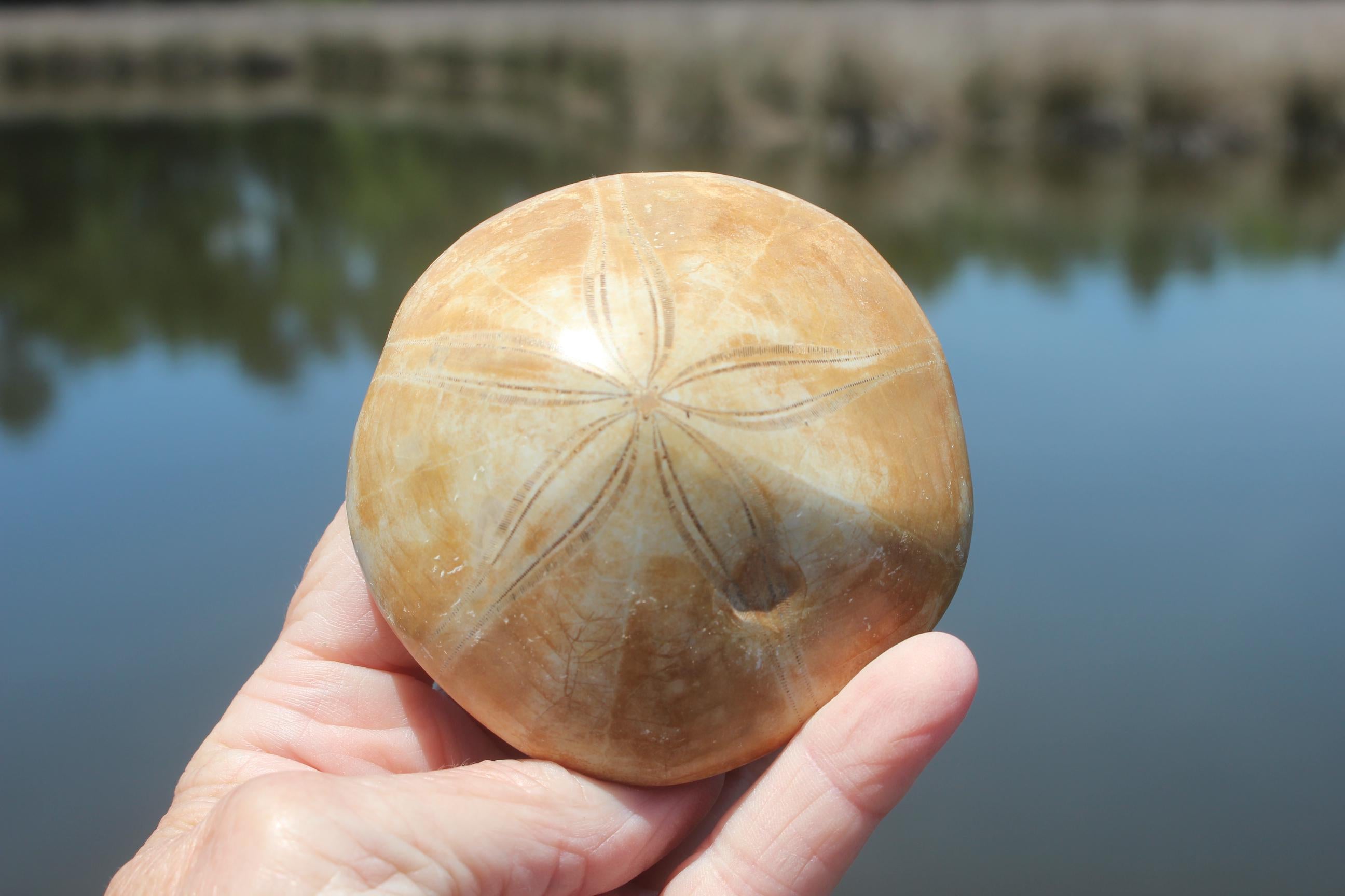 Fossilized Sand Dollars from Madagascar, Large Intact Specimens, Top Quality Golden Color and Beautiful Polish on this rare Fossil Relic.