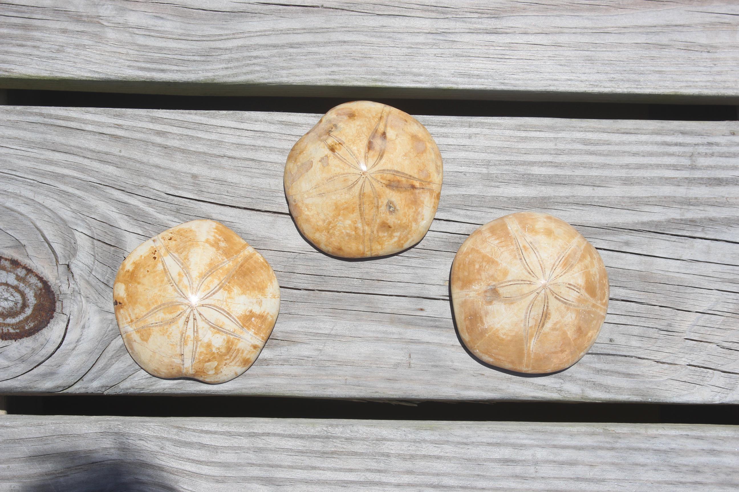 Fossilized Sand Dollars from Madagascar, Large Intact Specimens, Top Quality Golden Color and Beautiful Polish on this rare Fossil Relic.
