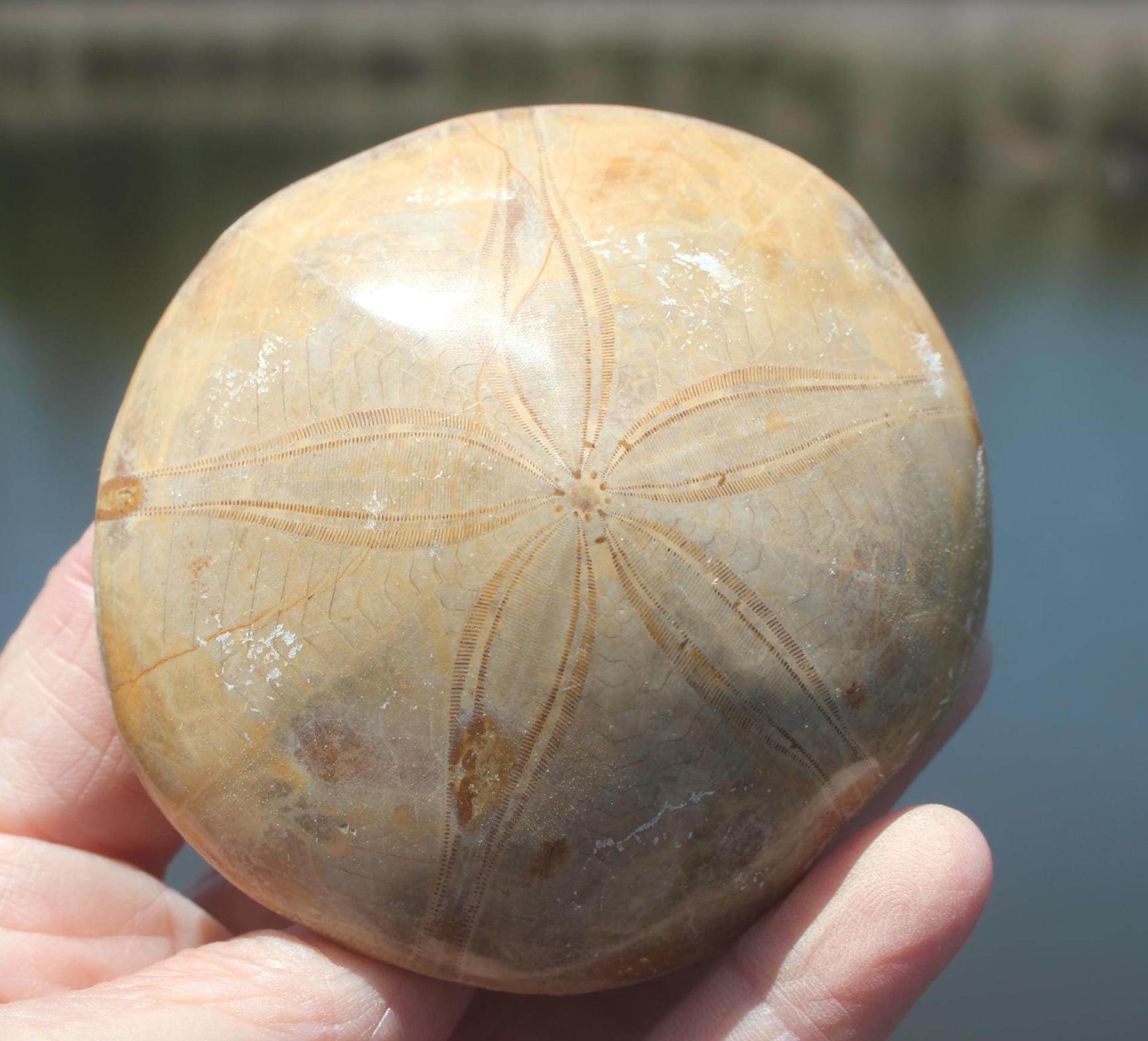 Fossilized Sand Dollars from Madagascar, Large, Quality Intact Specimens. Golden Color and Beautiful Polish on this rare Fossil Relic.
