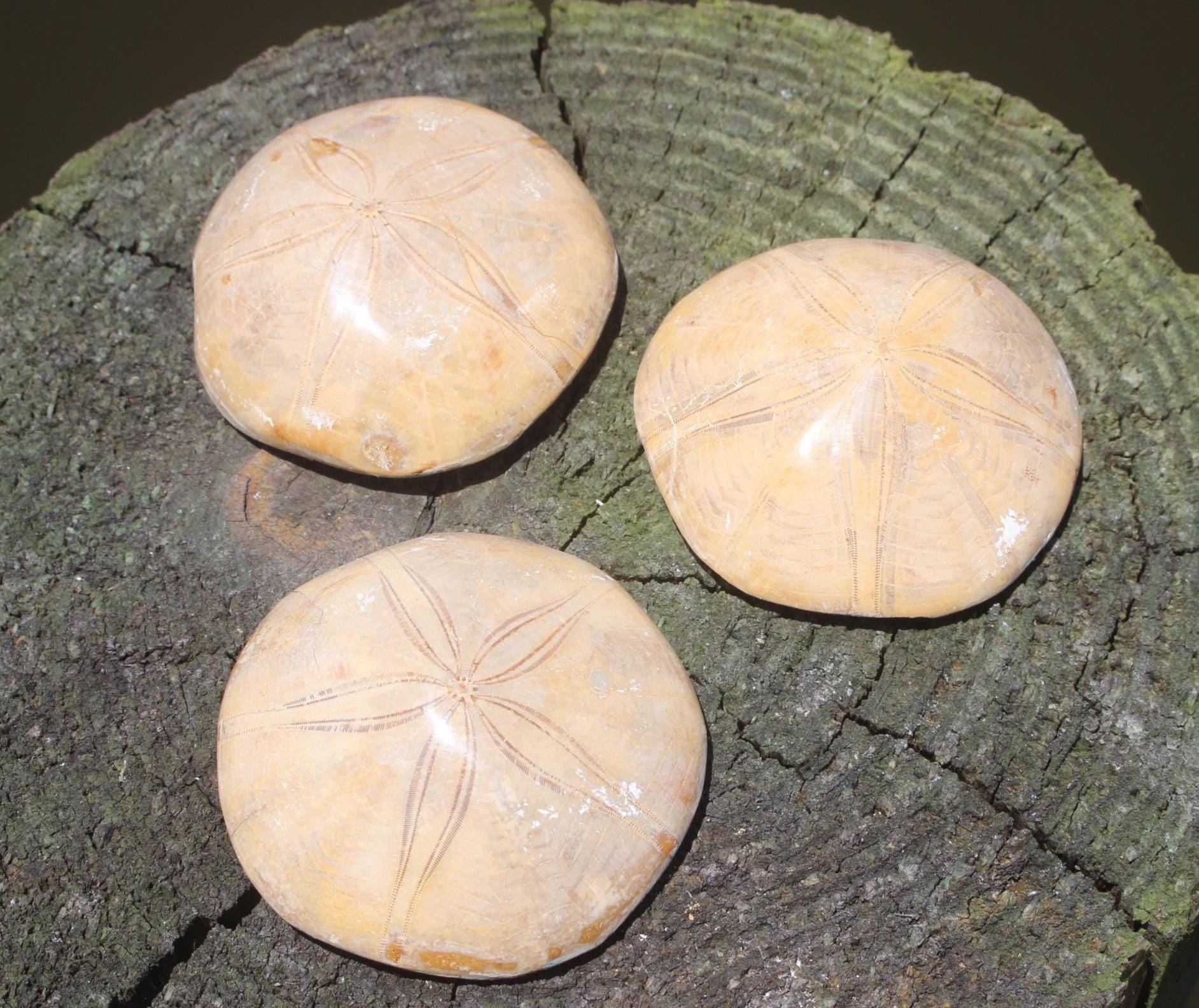 Fossilized Sand Dollars from Madagascar, Large, Quality Intact Specimens. Golden Color and Beautiful Polish on this rare Fossil Relic.