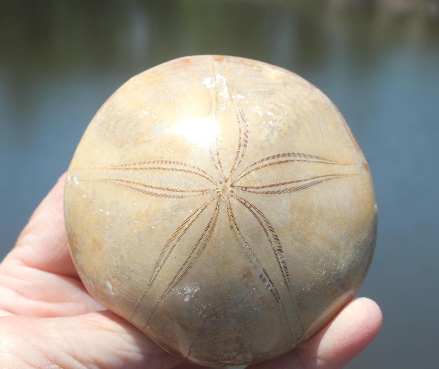 Fossilized Sand Dollars from Madagascar, Large, Quality Intact Specimens. Golden Color and Beautiful Polish on this rare Fossil Relic.