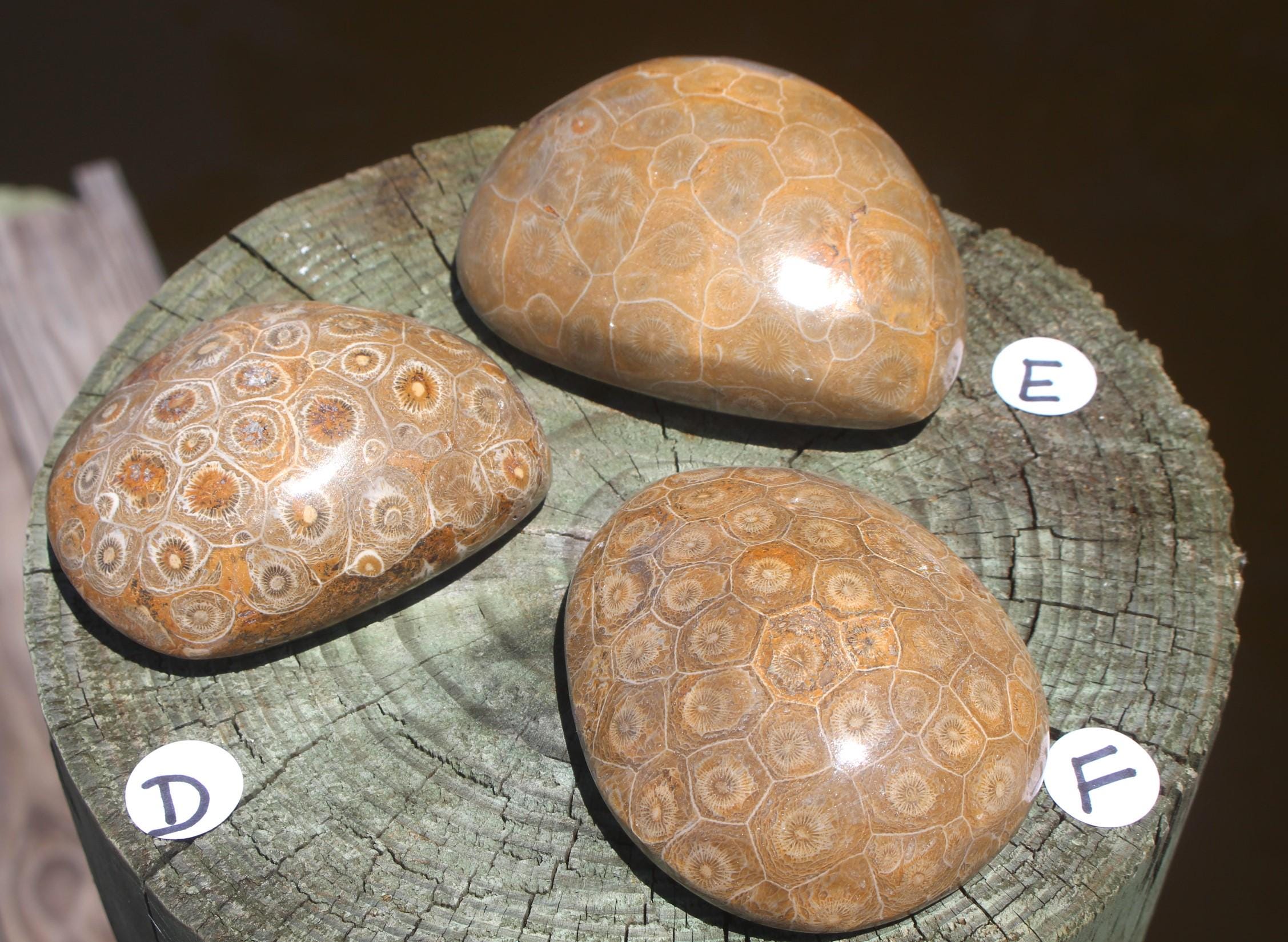 Fossilized Coral Specimens from The Western Sahara Desert of Morocco, Beautiful Polish, Coastal Home Décor, Jurassic Art. Great gift for Fathers Day.