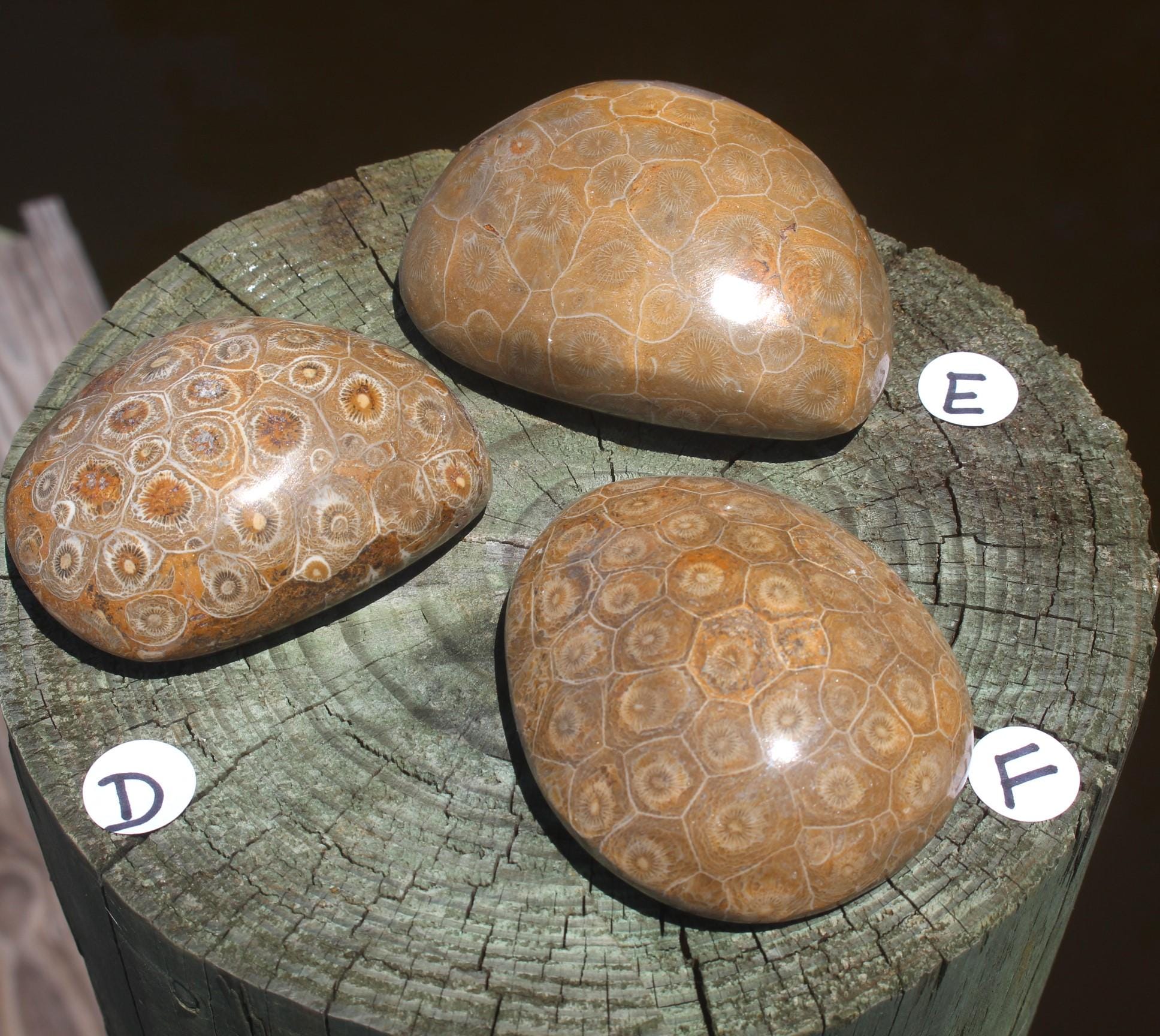 Fossilized Coral Specimens from The Western Sahara Desert of Morocco, Beautiful Polish, Coastal Home Décor, Jurassic Art. Great gift for Fathers Day.