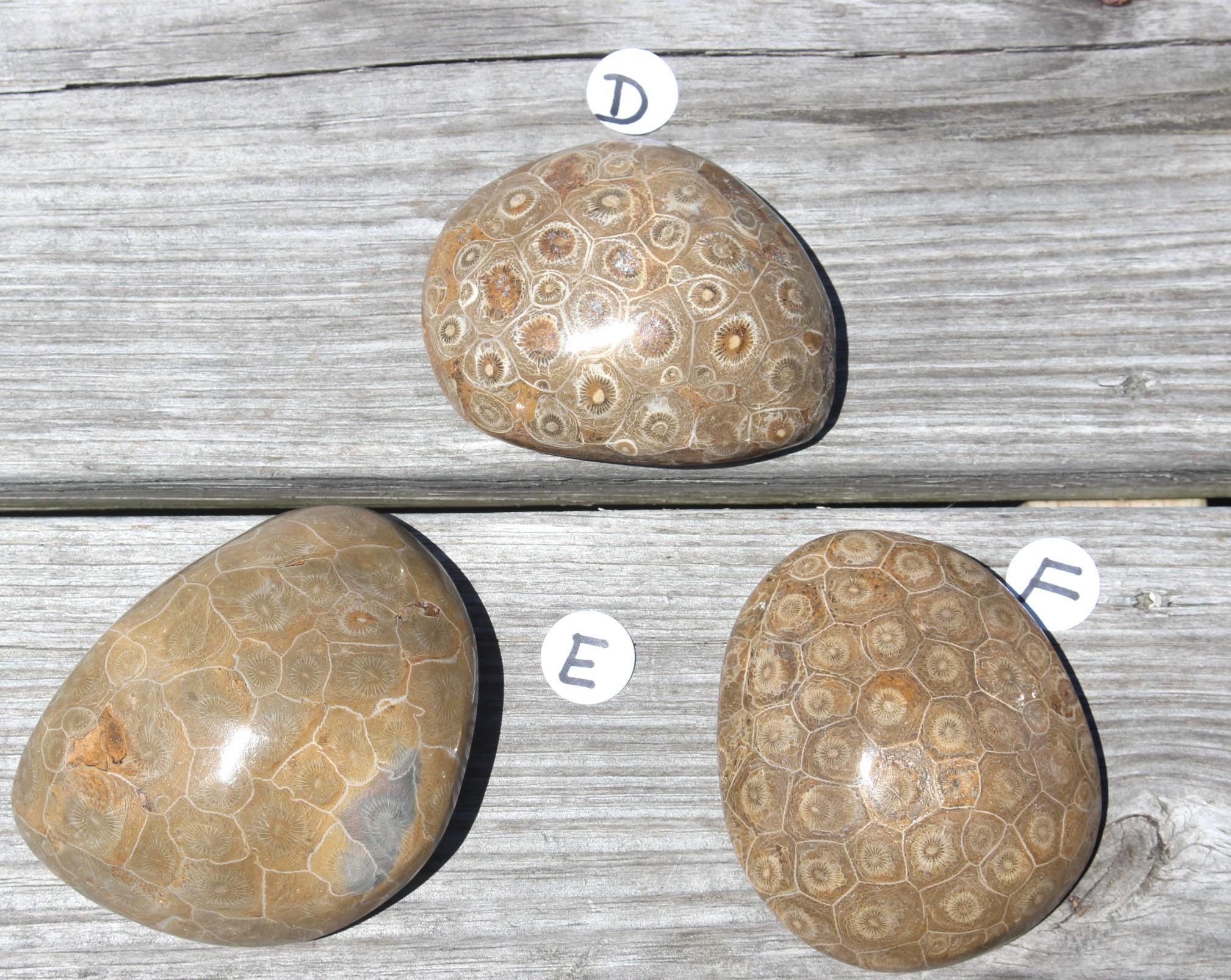 Fossilized Coral Specimens from The Western Sahara Desert of Morocco, Beautiful Polish, Coastal Home Décor, Jurassic Art. Great gift for Fathers Day.