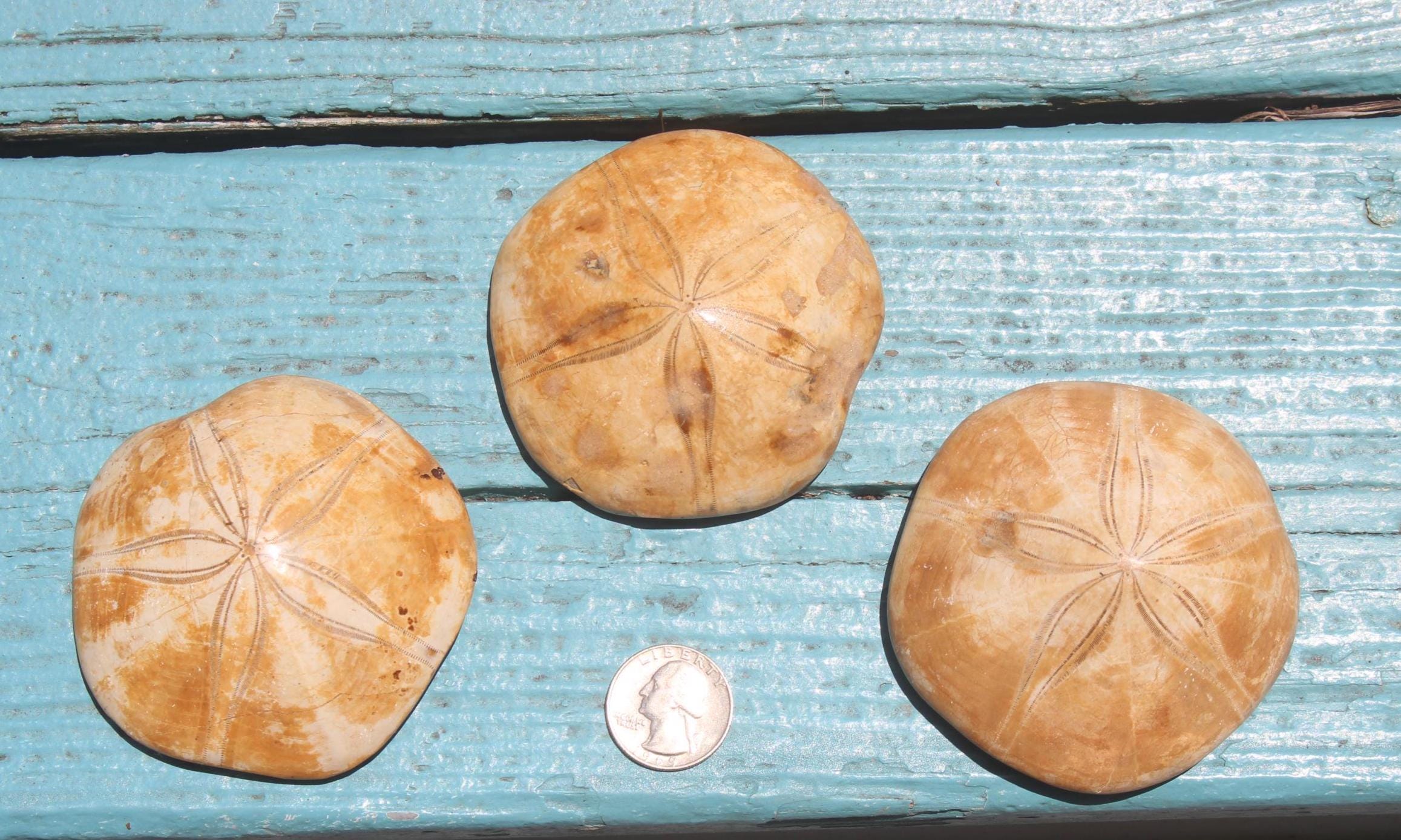 Fossilized Sand Dollars from Madagascar, Large Intact Specimens, Top Quality Golden Color and Beautiful Polish on this rare Fossil Relic.