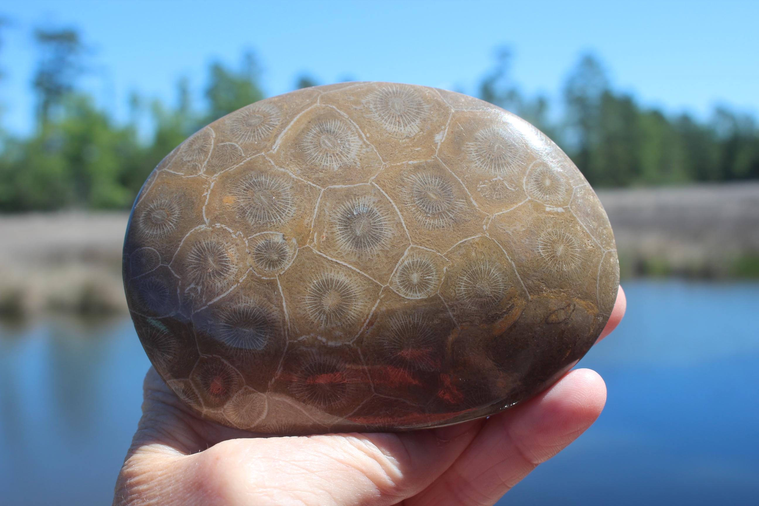 Large Fossilized Coral from Western Sahara Desert of Morocco, Polished Beauties', Beachy Home Décor, Jurassic Art. Great gift for Fathers Day.