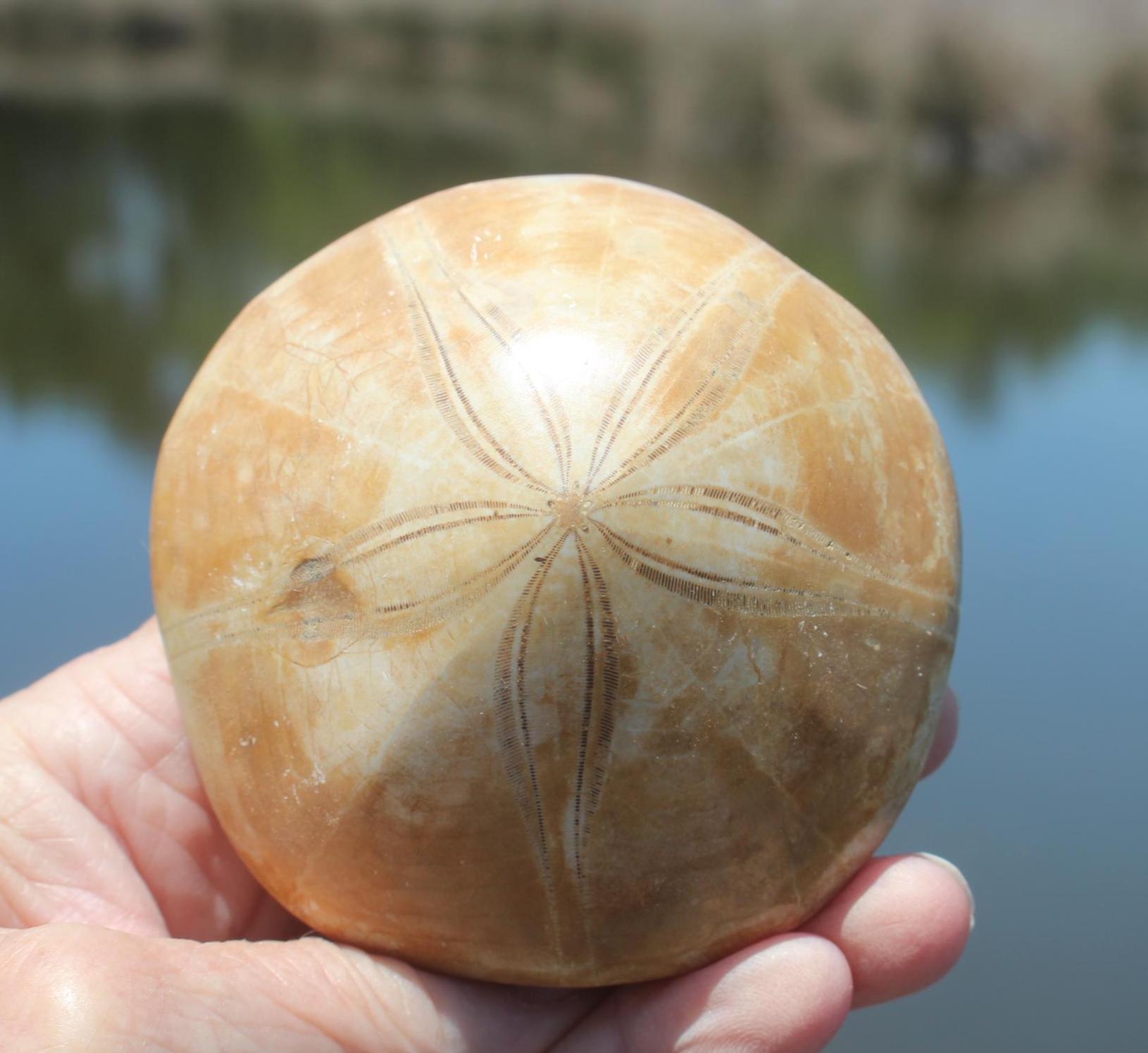 Fossilized Sand Dollars from Madagascar, Large Intact Specimens, Top Quality Golden Color and Beautiful Polish on this rare Fossil Relic.
