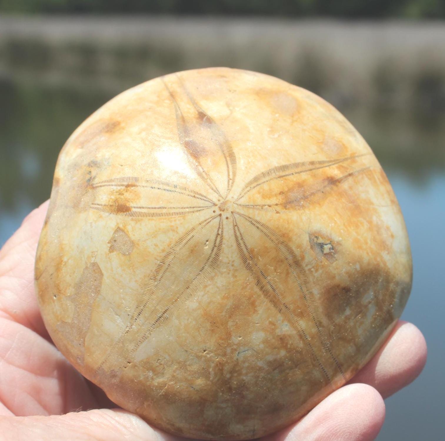 Fossilized Sand Dollars from Madagascar, Large Intact Specimens, Top Quality Golden Color and Beautiful Polish on this rare Fossil Relic.