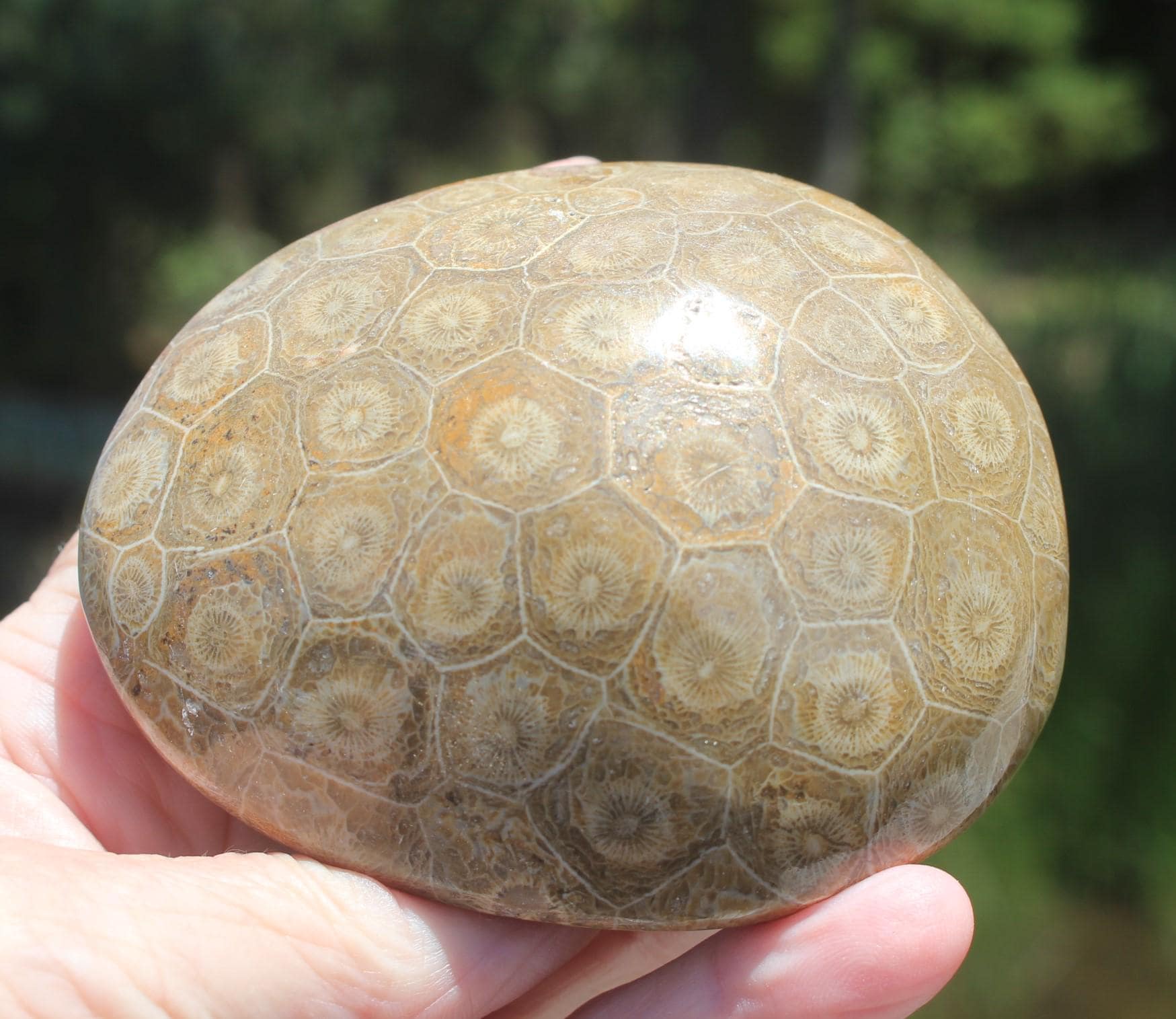 Fossilized Coral Specimens from The Western Sahara Desert of Morocco, Beautiful Polish, Coastal Home Décor, Jurassic Art. Great gift for Fathers Day.