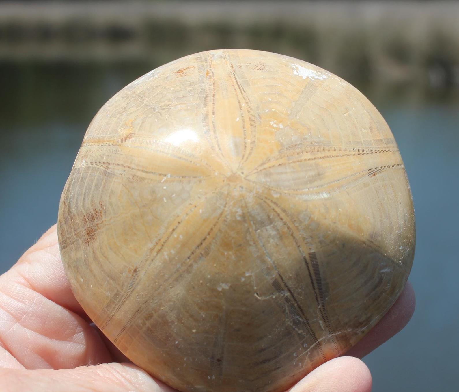 Fossilized Sand Dollars from Madagascar, Large, Quality Intact Specimens. Golden Color and Beautiful Polish on this rare Fossil Relic.