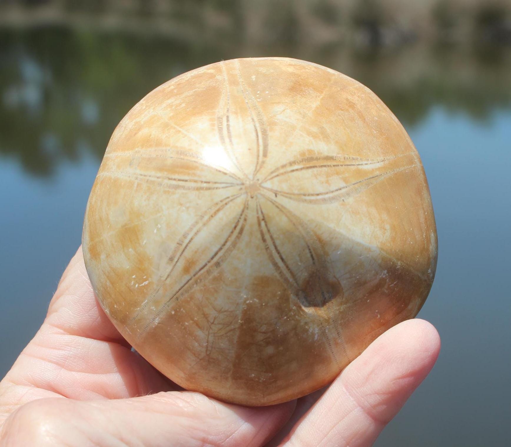 Fossilized Sand Dollars from Madagascar, Large Intact Specimens, Top Quality Golden Color and Beautiful Polish on this rare Fossil Relic.