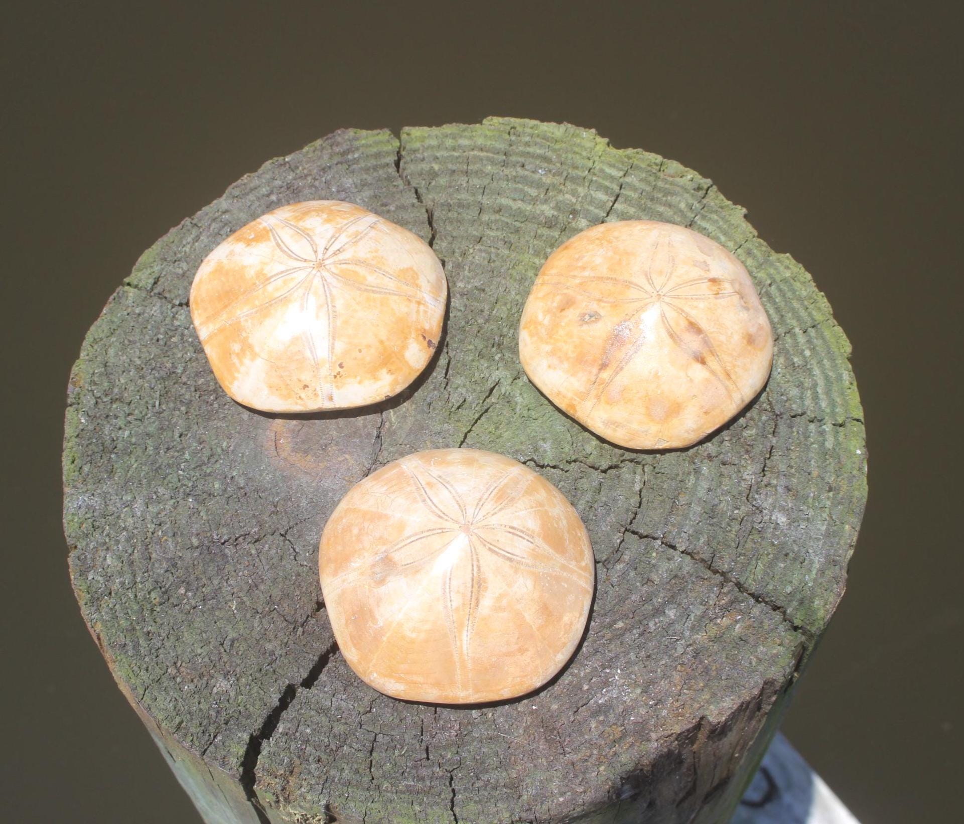 Fossilized Sand Dollars from Madagascar, Large Intact Specimens, Top Quality Golden Color and Beautiful Polish on this rare Fossil Relic.