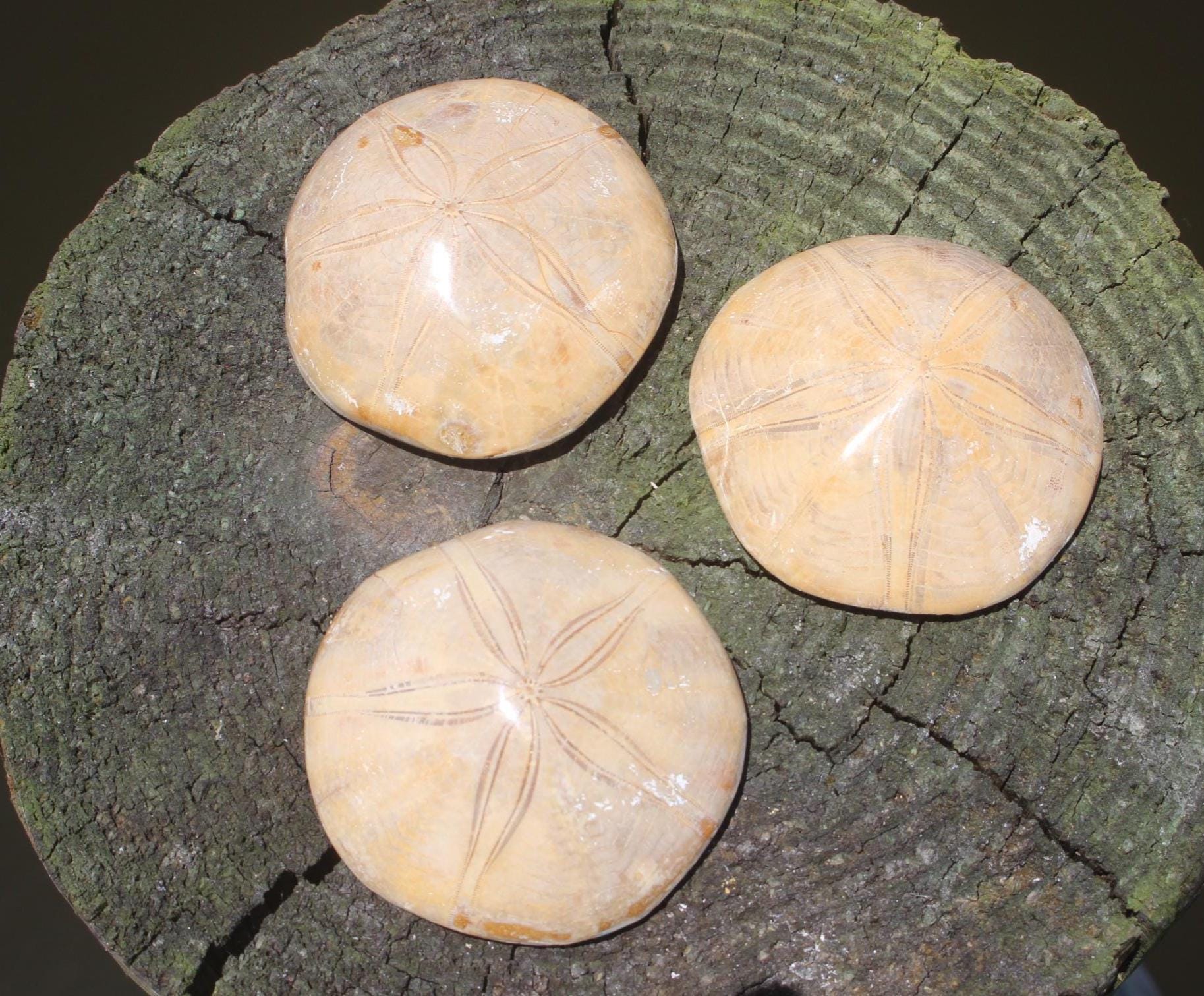 Fossilized Sand Dollars from Madagascar, Large, Quality Intact Specimens. Golden Color and Beautiful Polish on this rare Fossil Relic.