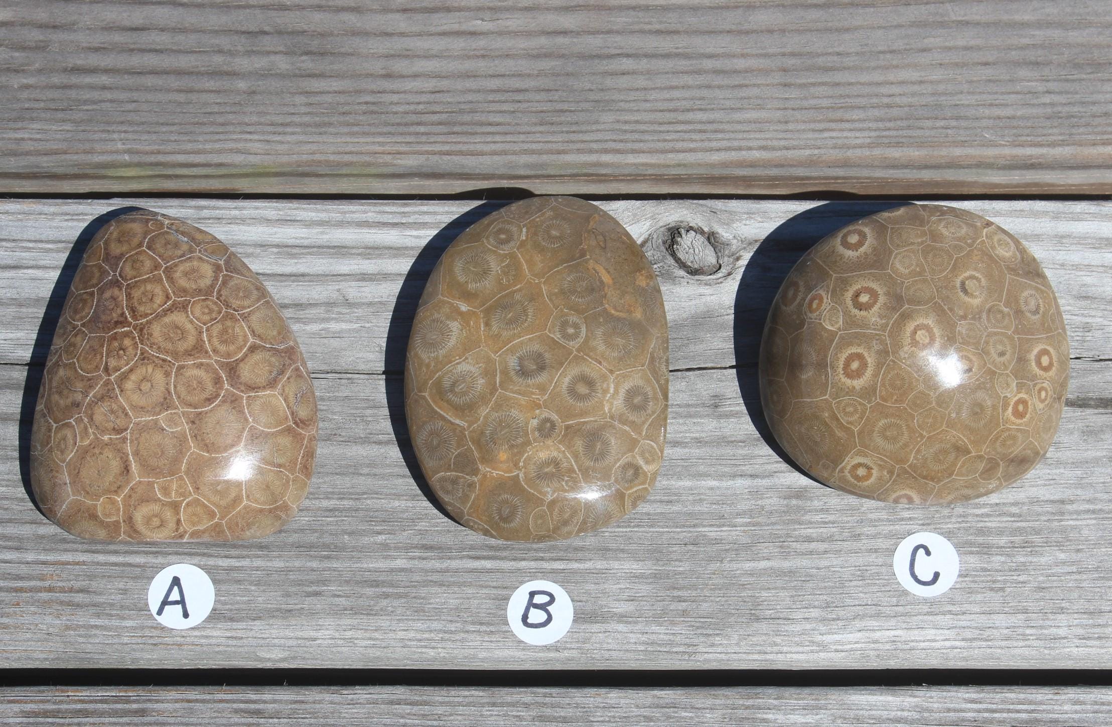 Large Fossilized Coral from Western Sahara Desert of Morocco, Polished Beauties', Beachy Home Décor, Jurassic Art. Great gift for Fathers Day.