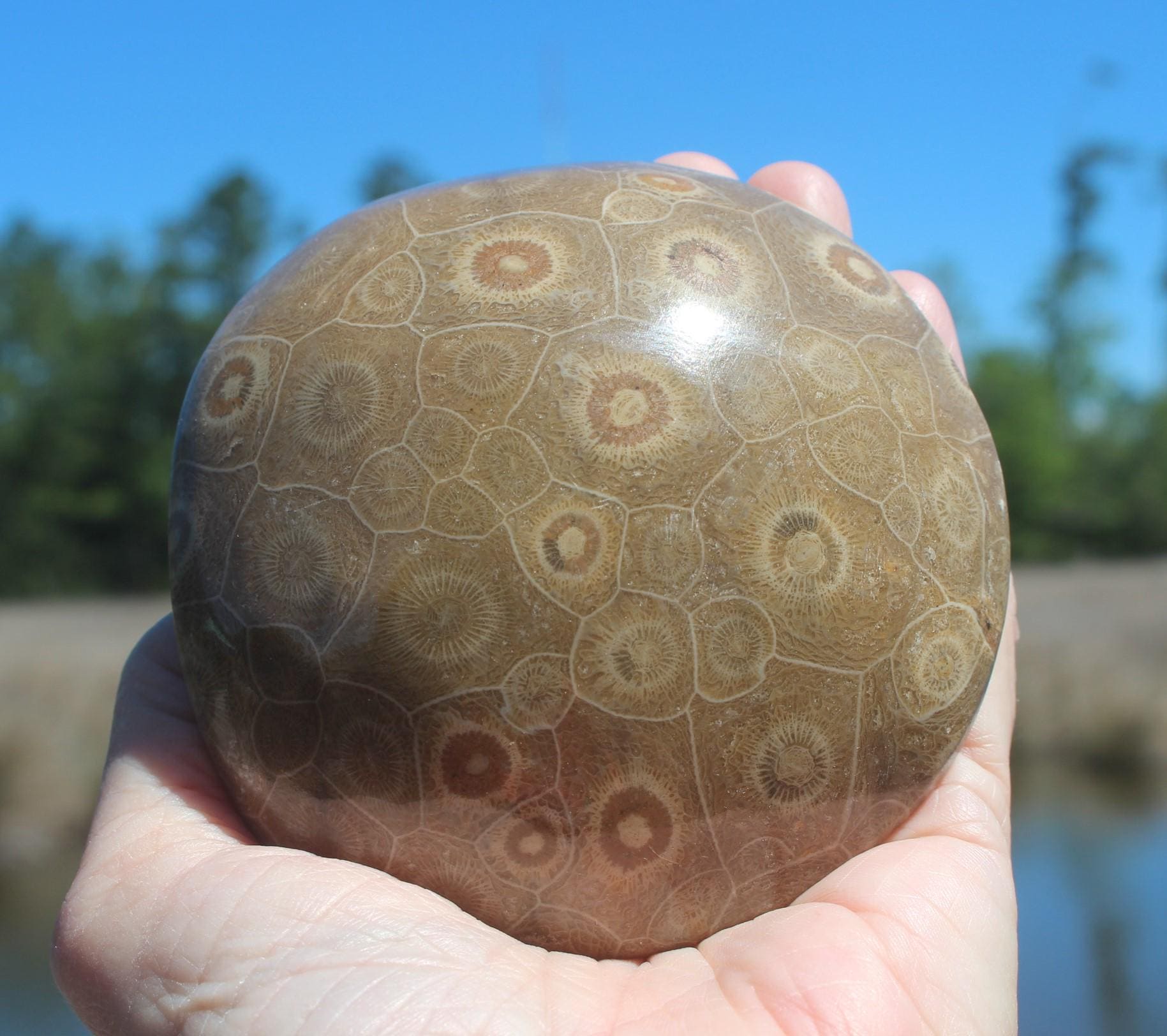 Large Fossilized Coral from Western Sahara Desert of Morocco, Polished Beauties', Beachy Home Décor, Jurassic Art. Great gift for Fathers Day.