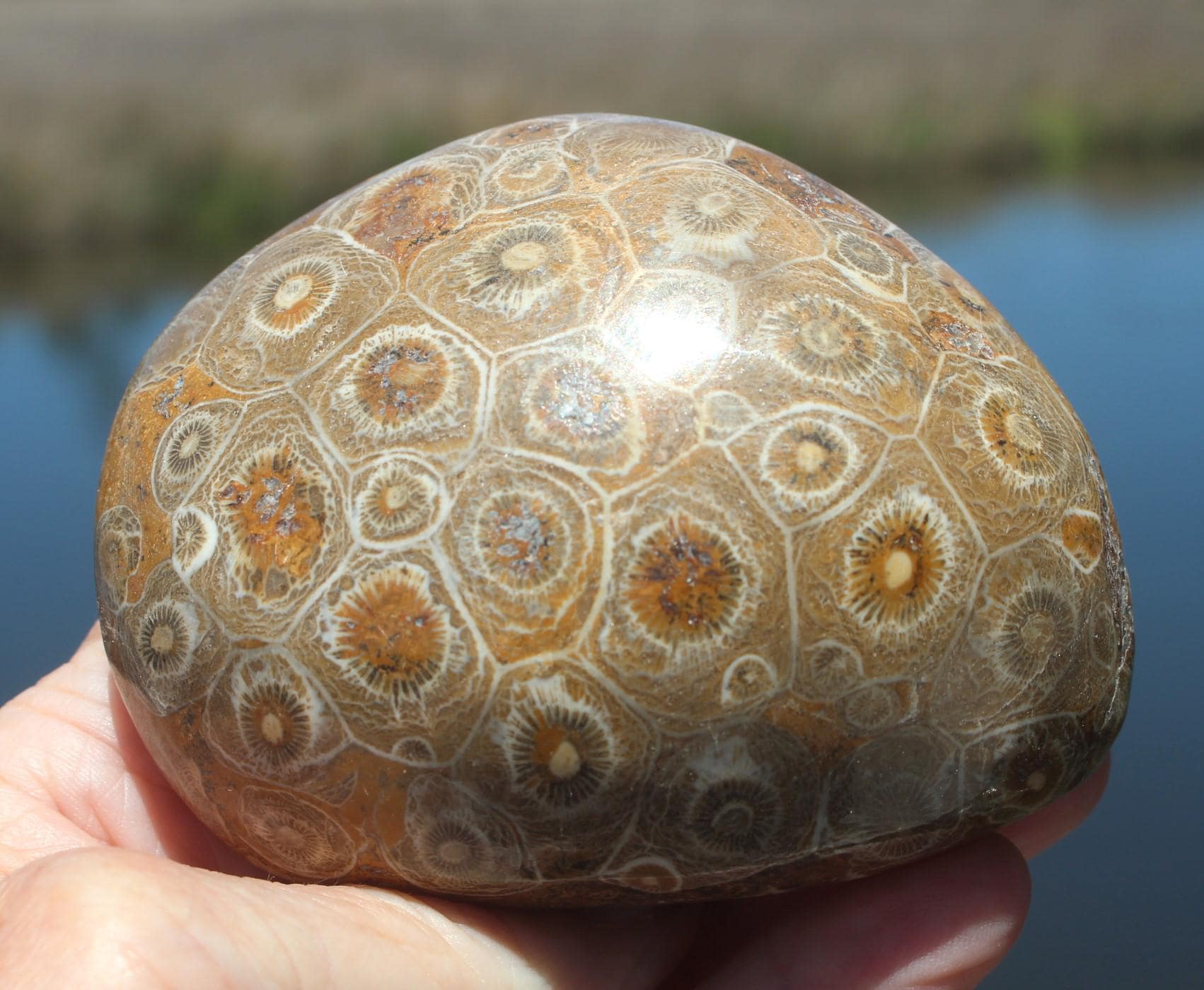 Fossilized Coral Specimens from The Western Sahara Desert of Morocco, Beautiful Polish, Coastal Home Décor, Jurassic Art. Great gift for Fathers Day.