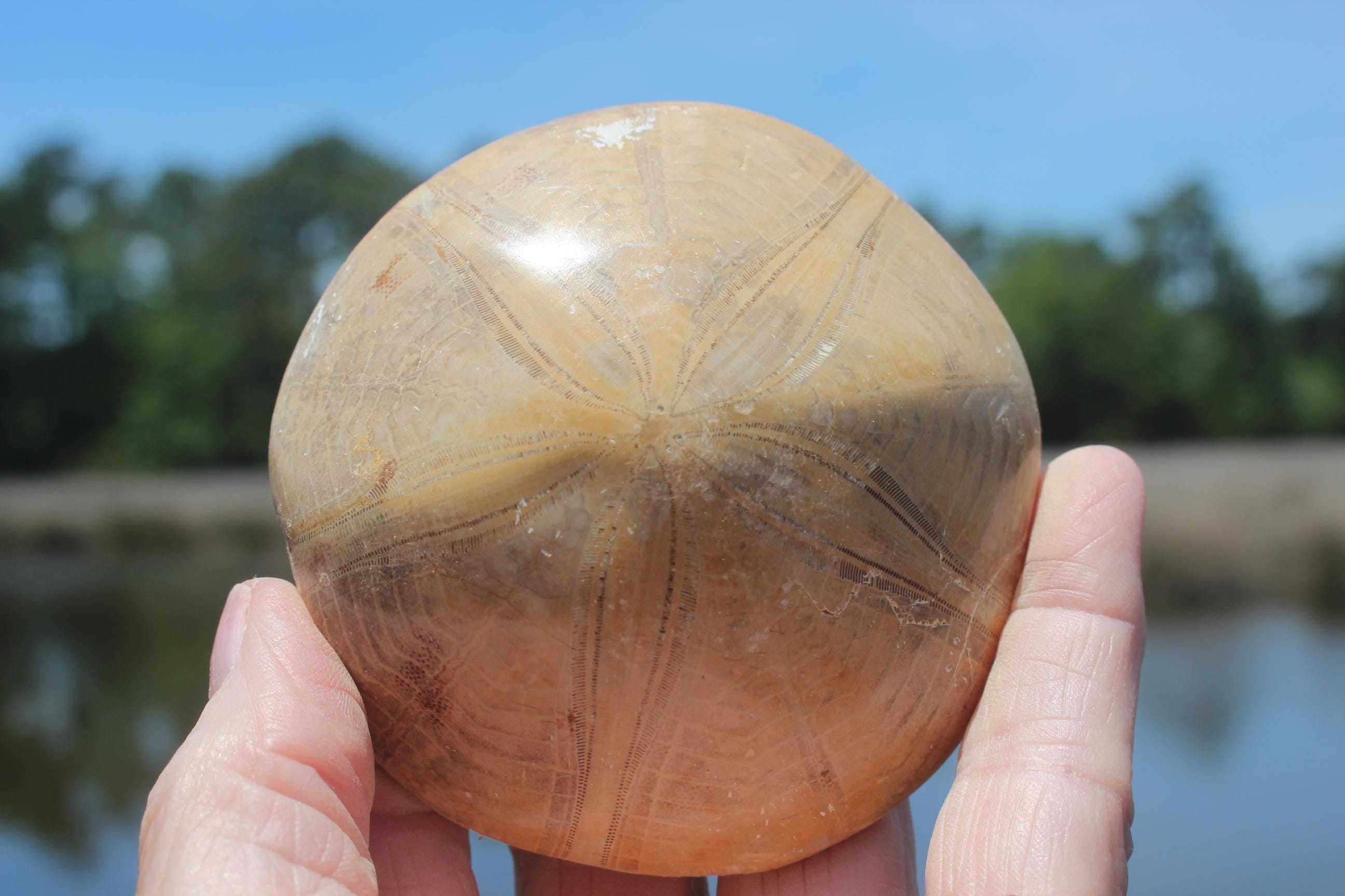 Fossilized Sand Dollars from Madagascar, Large, Quality Intact Specimens. Golden Color and Beautiful Polish on this rare Fossil Relic.