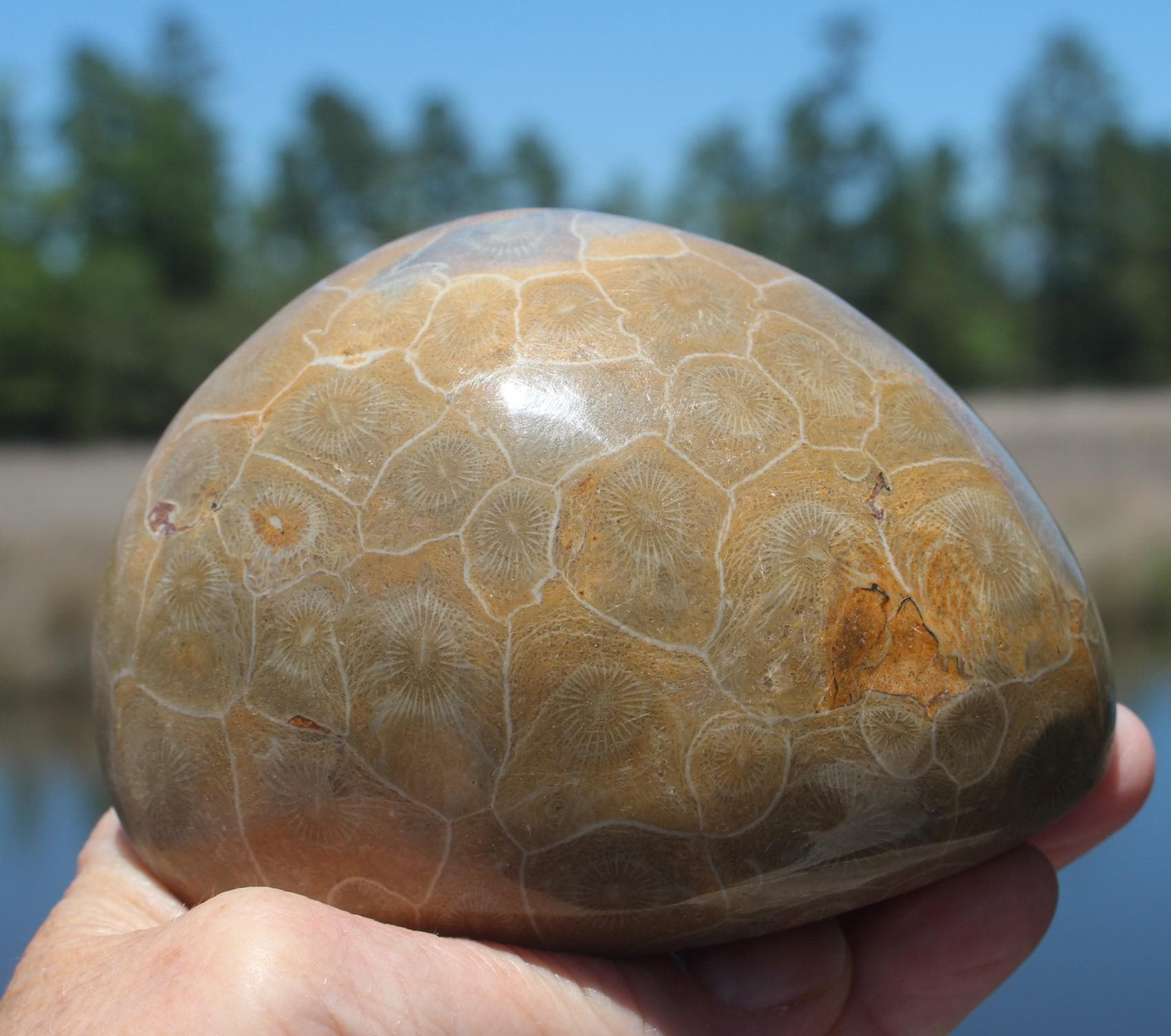Fossilized Coral Specimens from The Western Sahara Desert of Morocco, Beautiful Polish, Coastal Home Décor, Jurassic Art. Great gift for Fathers Day.