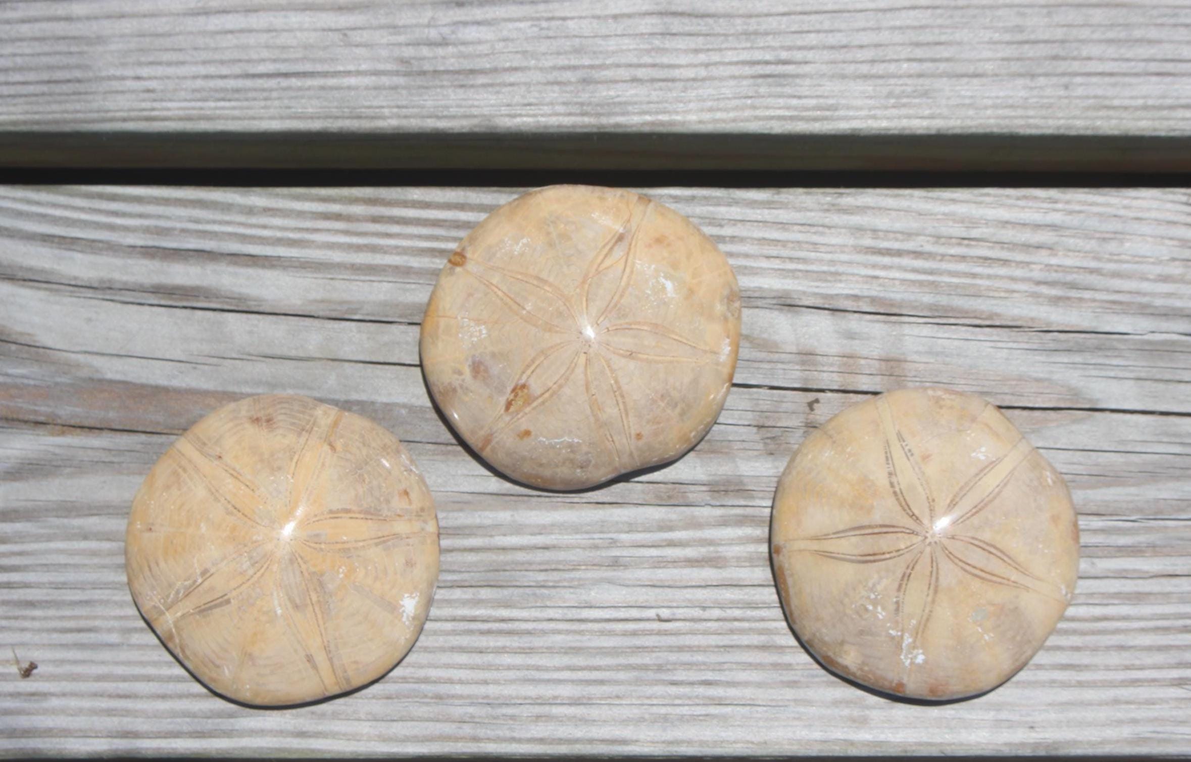 Fossilized Sand Dollars from Madagascar, Large, Quality Intact Specimens. Golden Color and Beautiful Polish on this rare Fossil Relic.
