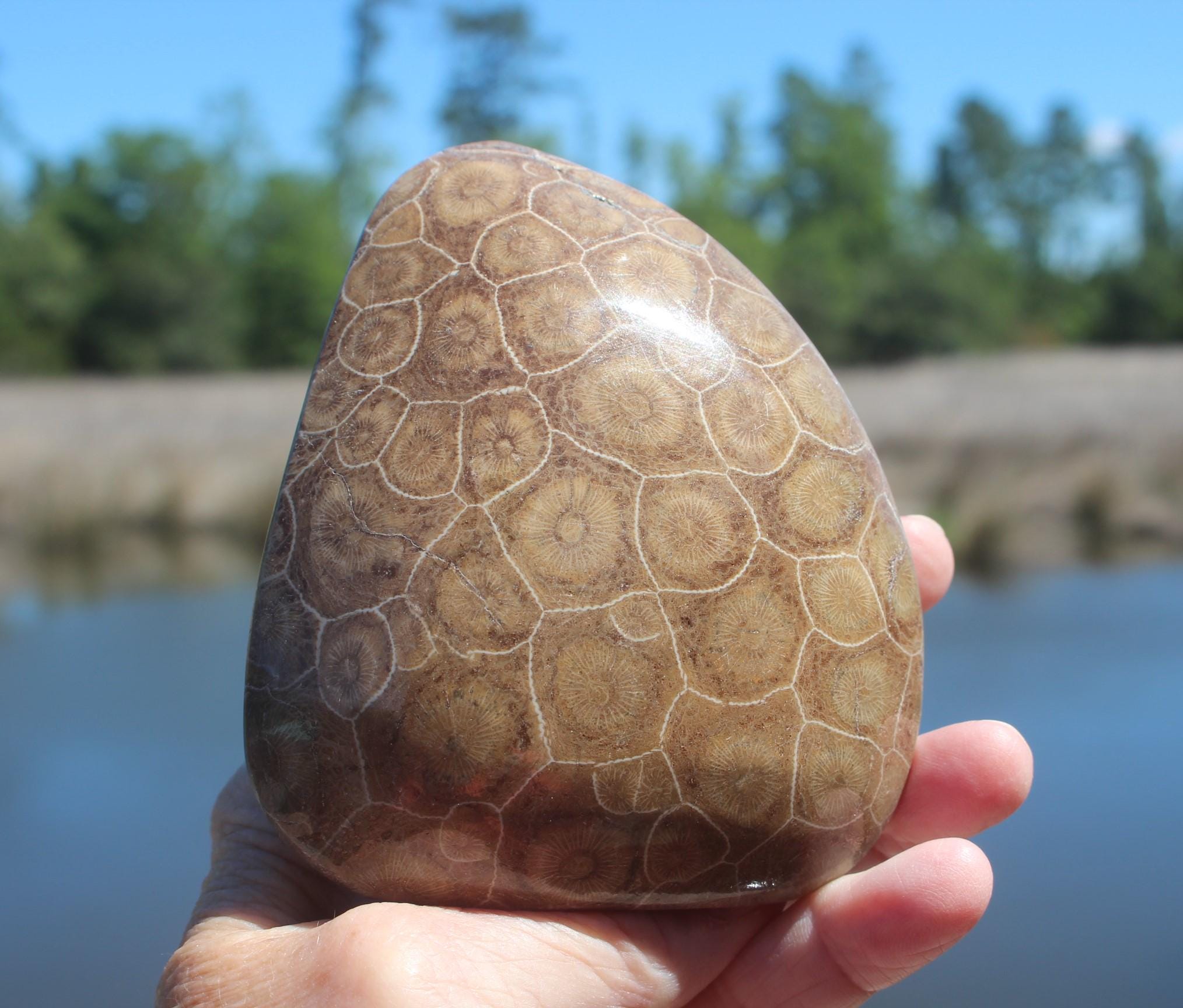 Large Fossilized Coral from Western Sahara Desert of Morocco, Polished Beauties', Beachy Home Décor, Jurassic Art. Great gift for Fathers Day.