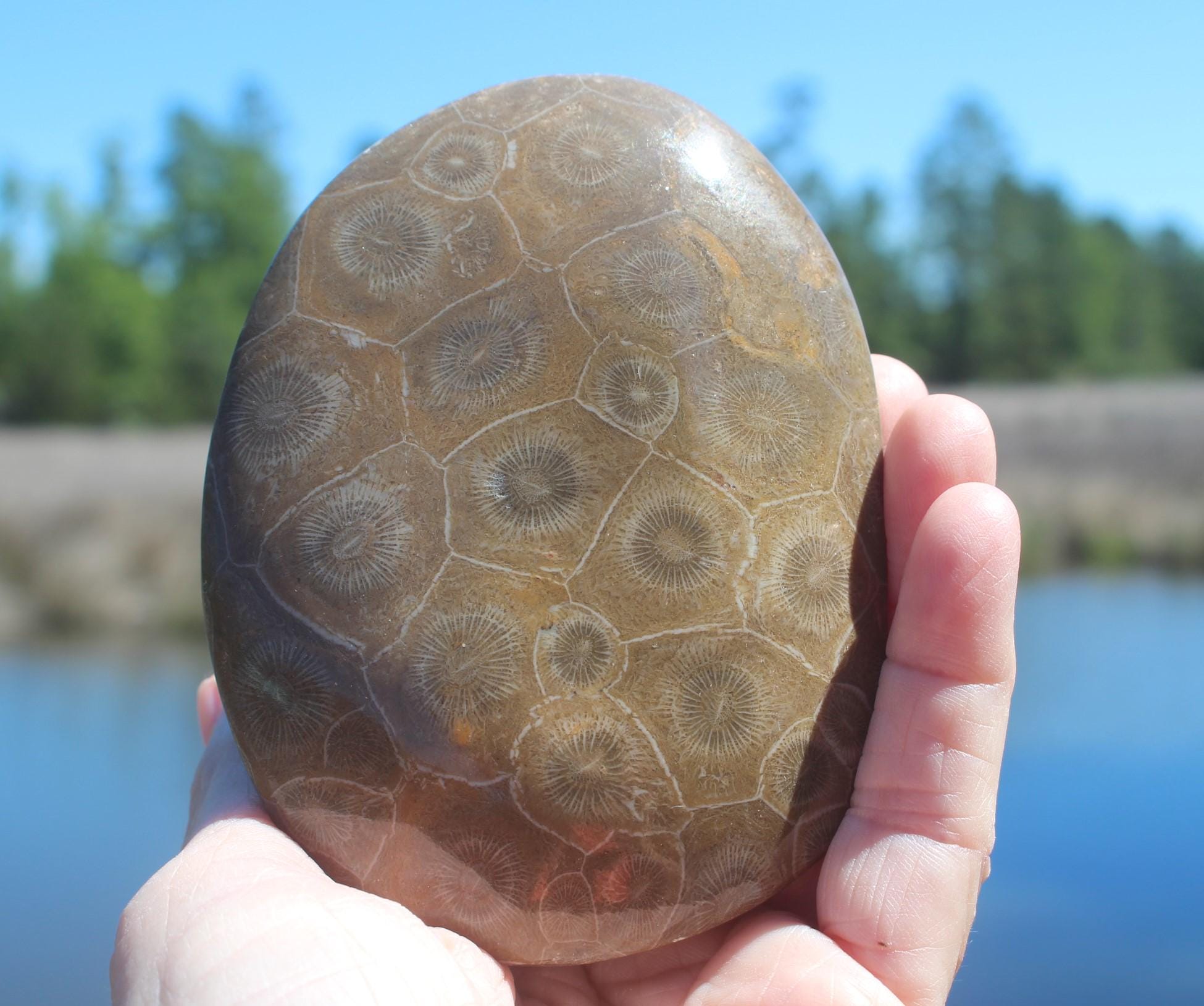 Large Fossilized Coral from Western Sahara Desert of Morocco, Polished Beauties', Beachy Home Décor, Jurassic Art. Great gift for Fathers Day.