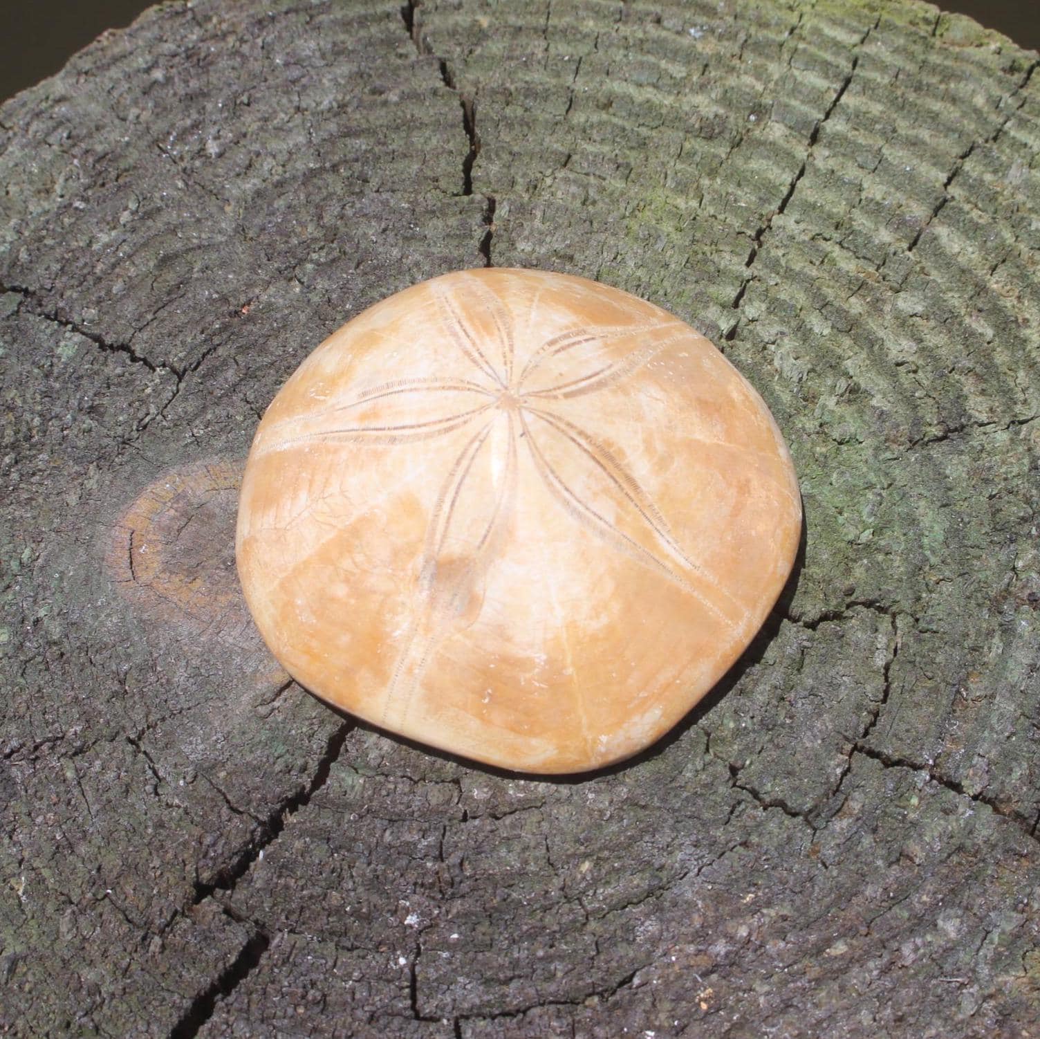 Fossilized Sand Dollars from Madagascar, Large Intact Specimens, Top Quality Golden Color and Beautiful Polish on this rare Fossil Relic.