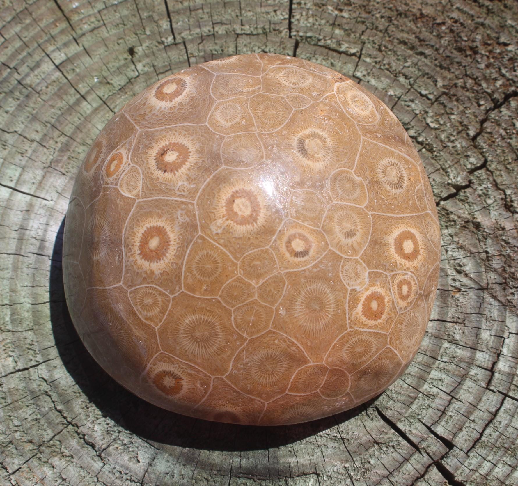 Large Fossilized Coral from Western Sahara Desert of Morocco, Polished Beauties', Beachy Home Décor, Jurassic Art. Great gift for Fathers Day.