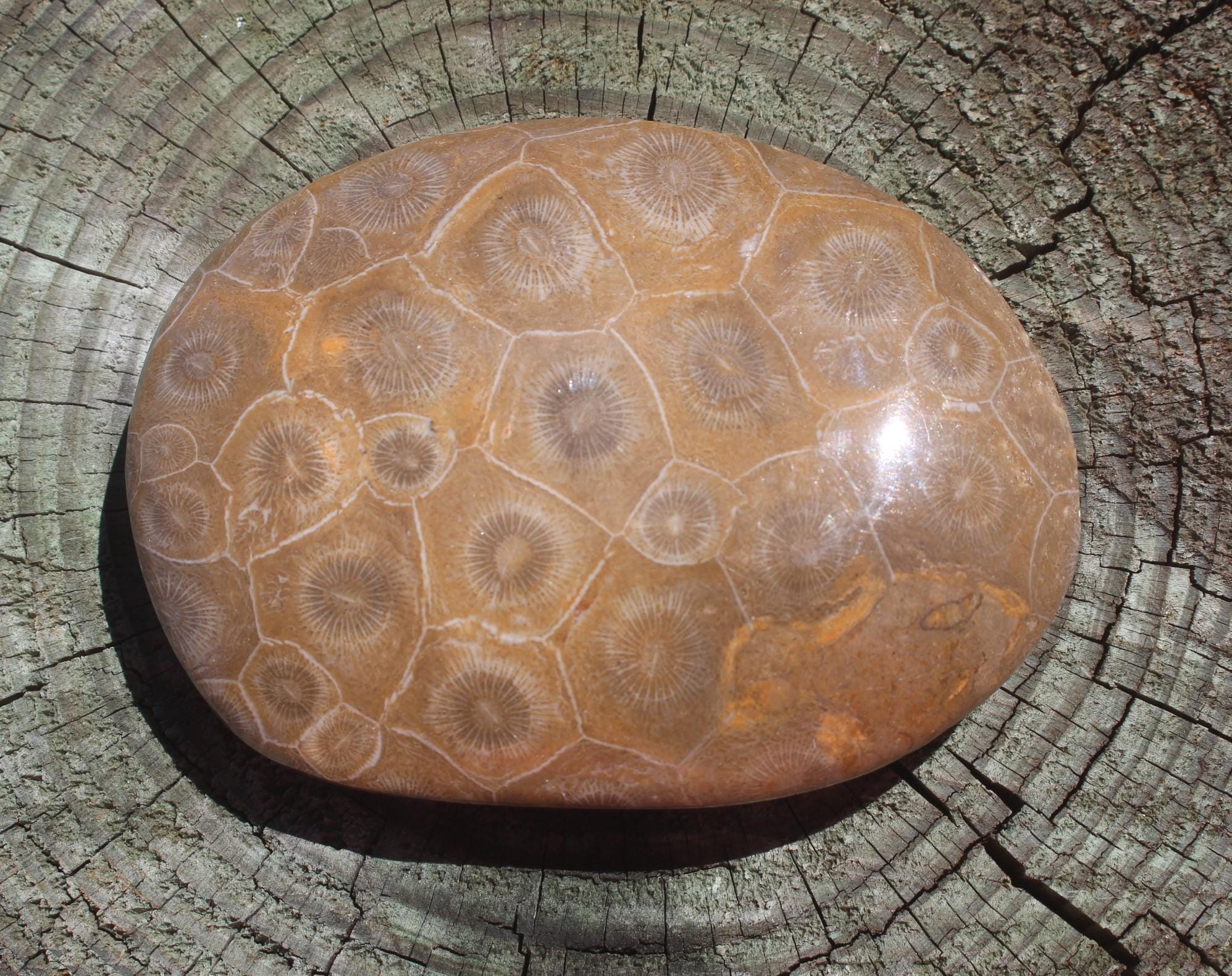 Large Fossilized Coral from Western Sahara Desert of Morocco, Polished Beauties', Beachy Home Décor, Jurassic Art. Great gift for Fathers Day.
