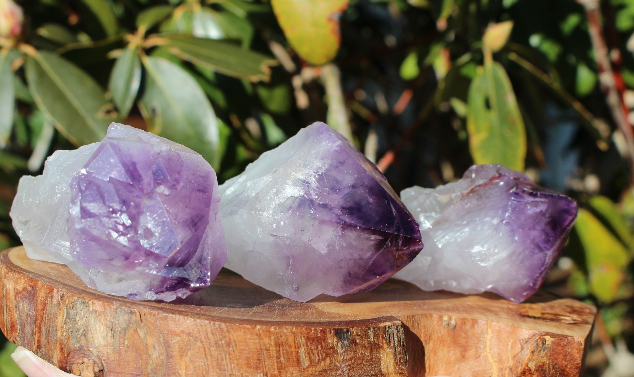 Large Purple Amethyst Points, Large Scepters, Raw Crystal Wand Points, Altars, Ceremonies, Grids, Gemstone Collectibles!