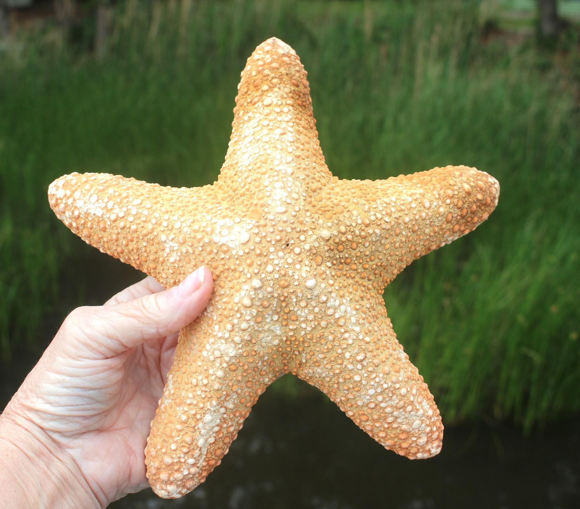 Huge 11 in. Jungle Starfish Sea Life Specimen.  Home Ocean Beach Décor, Table Centerpiece, Wall Art Shell Craft.