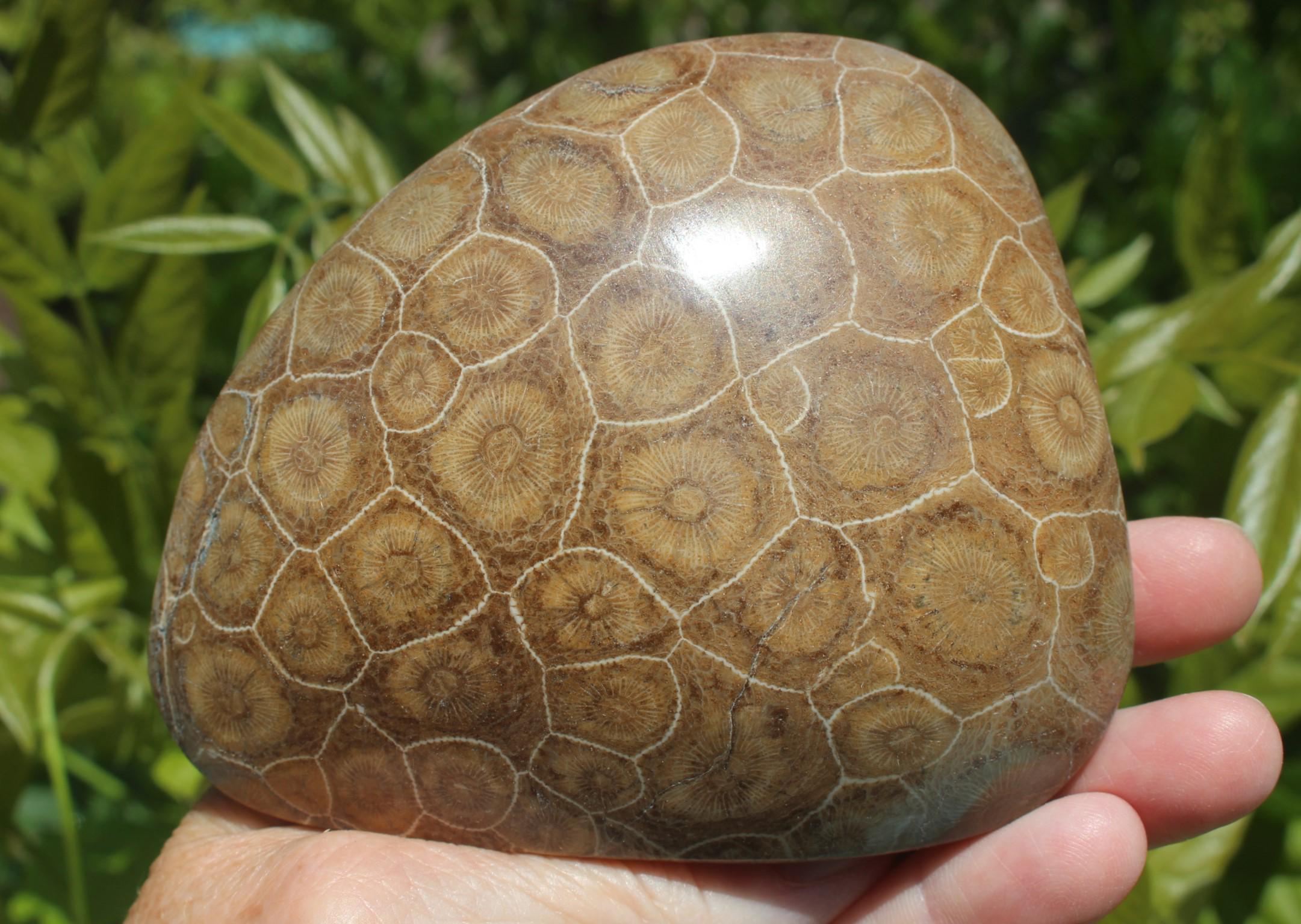Fossilized Coral from The Western  Sahara Desert of Morocco,  Polished Beach Home Nautical Décor.