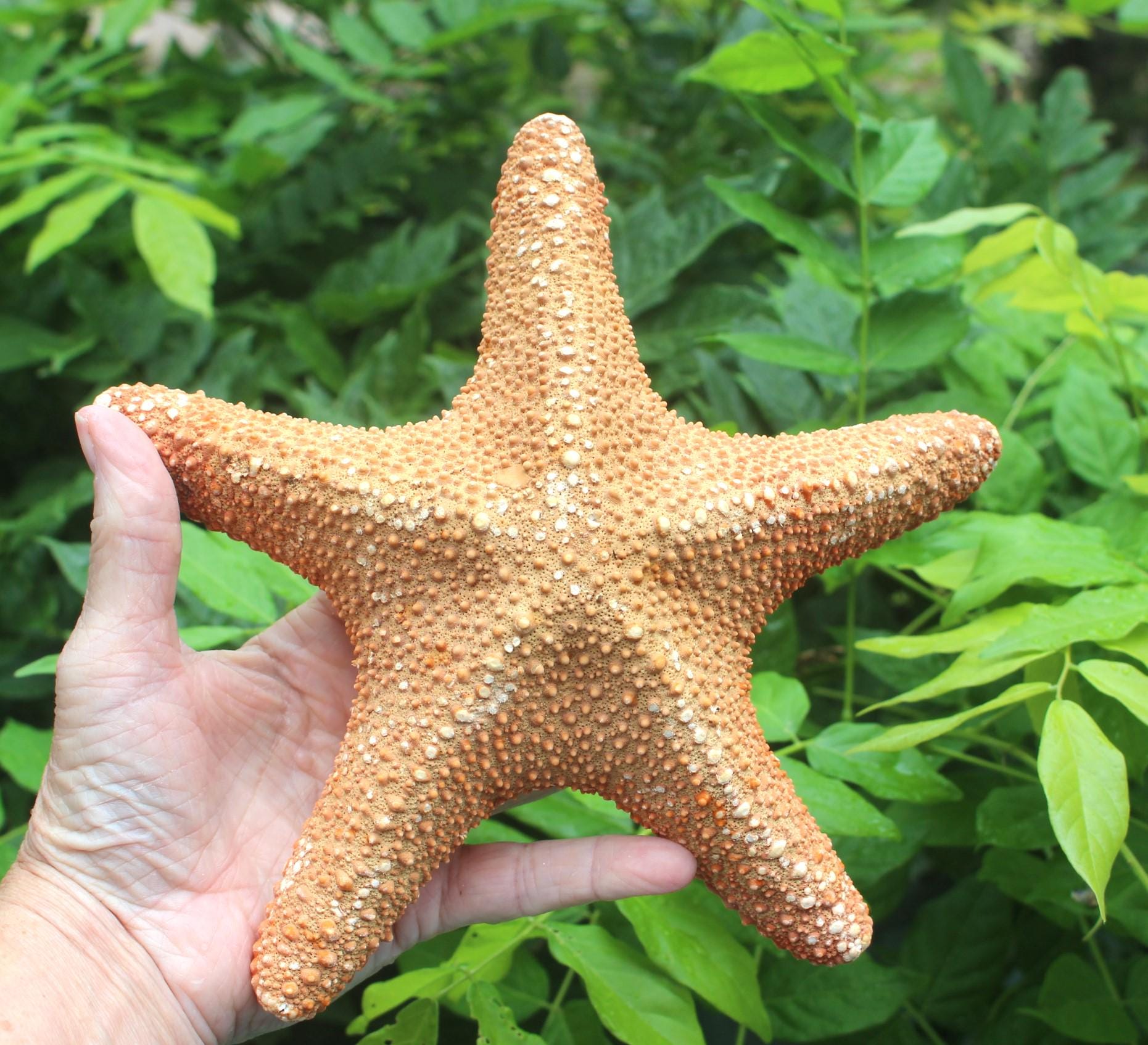 Huge 11 in. Jungle Starfish Sea Life Specimen.  Home Ocean Beach Décor, Table Centerpiece, Wall Art Shell Craft.