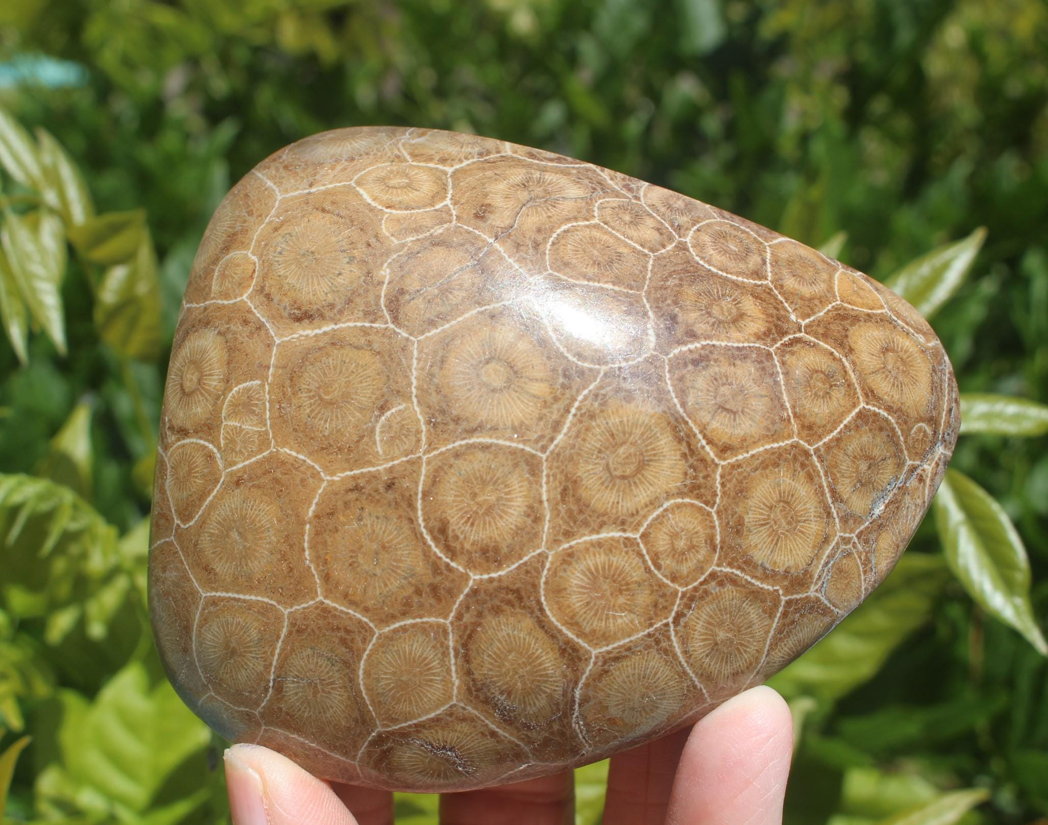 Fossilized Coral from The Western  Sahara Desert of Morocco,  Polished Beach Home Nautical Décor.