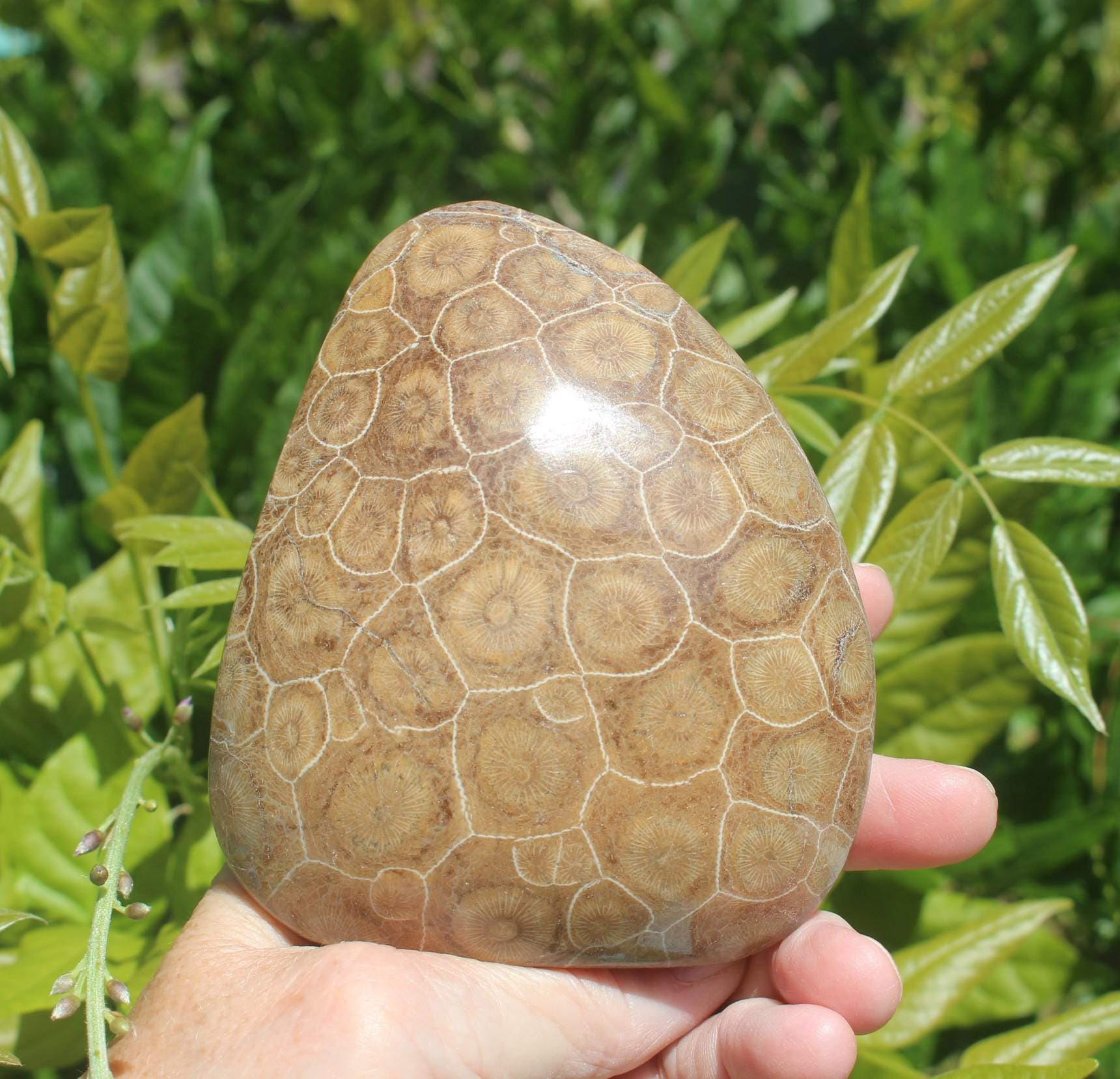 Fossilized Coral from The Western  Sahara Desert of Morocco,  Polished Beach Home Nautical Décor.