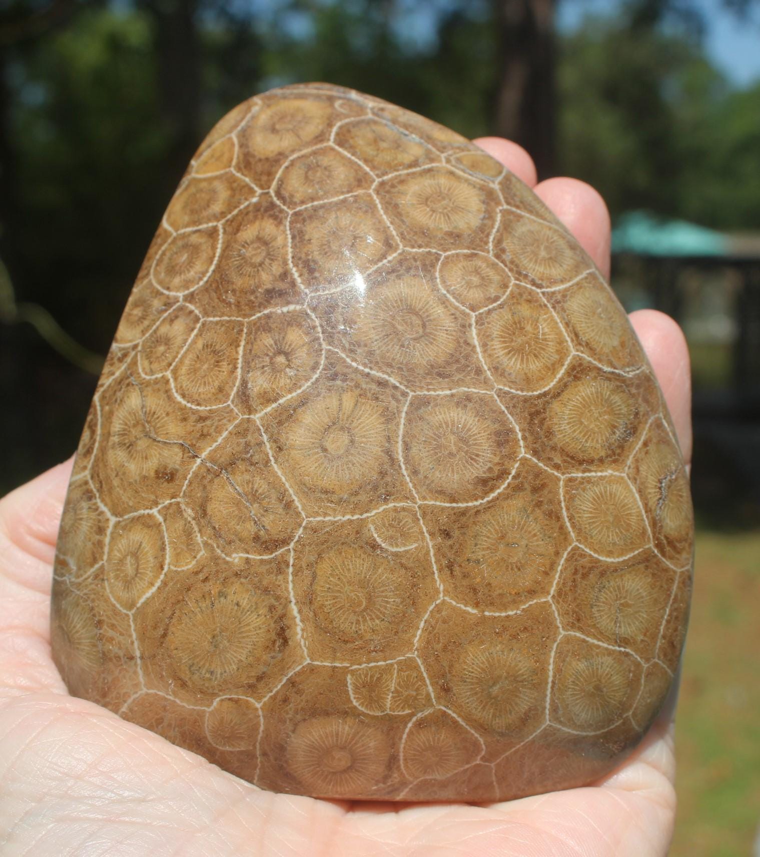 Fossilized Coral from The Western  Sahara Desert of Morocco,  Polished Beach Home Nautical Décor.