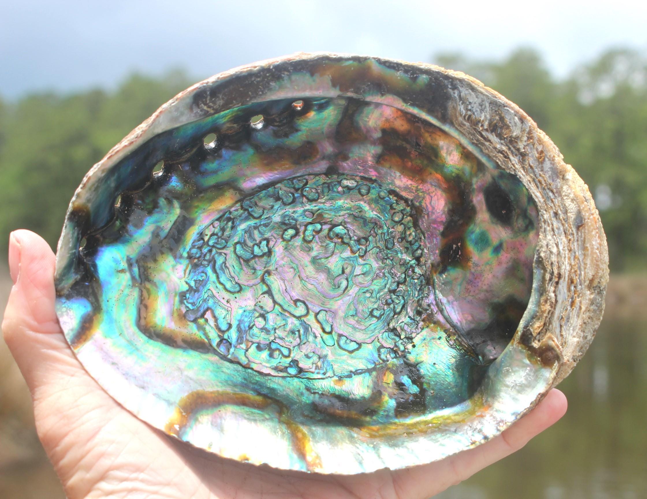 Quality Ex large Fully Polished Abalone Shells. Deluxe Smudging, Décor for Boho Ocean Home, Table Centerpiece, Focal Point in Art Work.