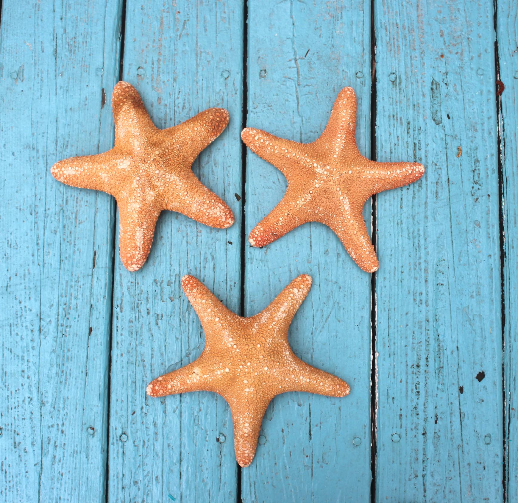 Huge 11 in. Jungle Starfish Sea Life Specimen.  Home Ocean Beach Décor, Table Centerpiece, Wall Art Shell Craft.