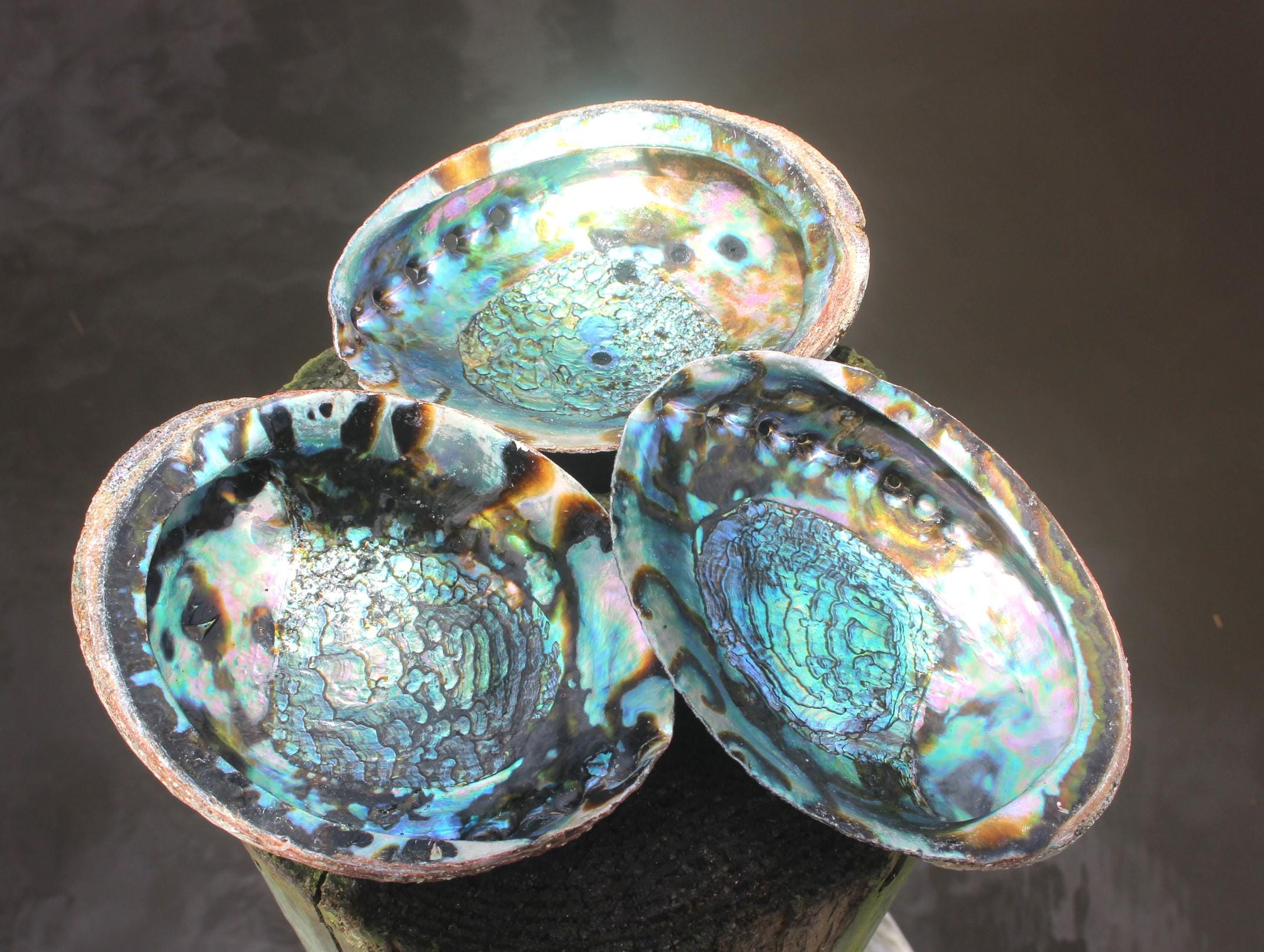 Quality Ex large Fully Polished Abalone Shells. Deluxe Smudging, Décor for Boho Ocean Home, Table Centerpiece, Focal Point in Art Work.