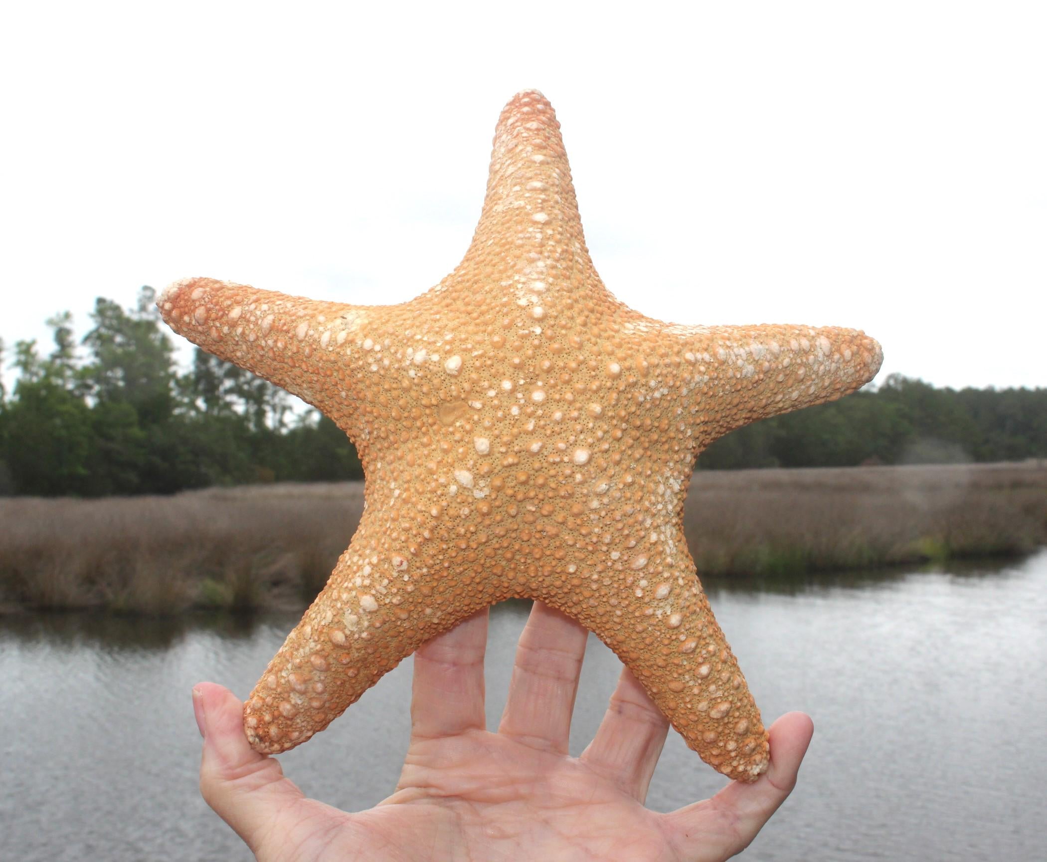 Huge 11 in. Jungle Starfish Sea Life Specimen.  Home Ocean Beach Décor, Table Centerpiece, Wall Art Shell Craft.