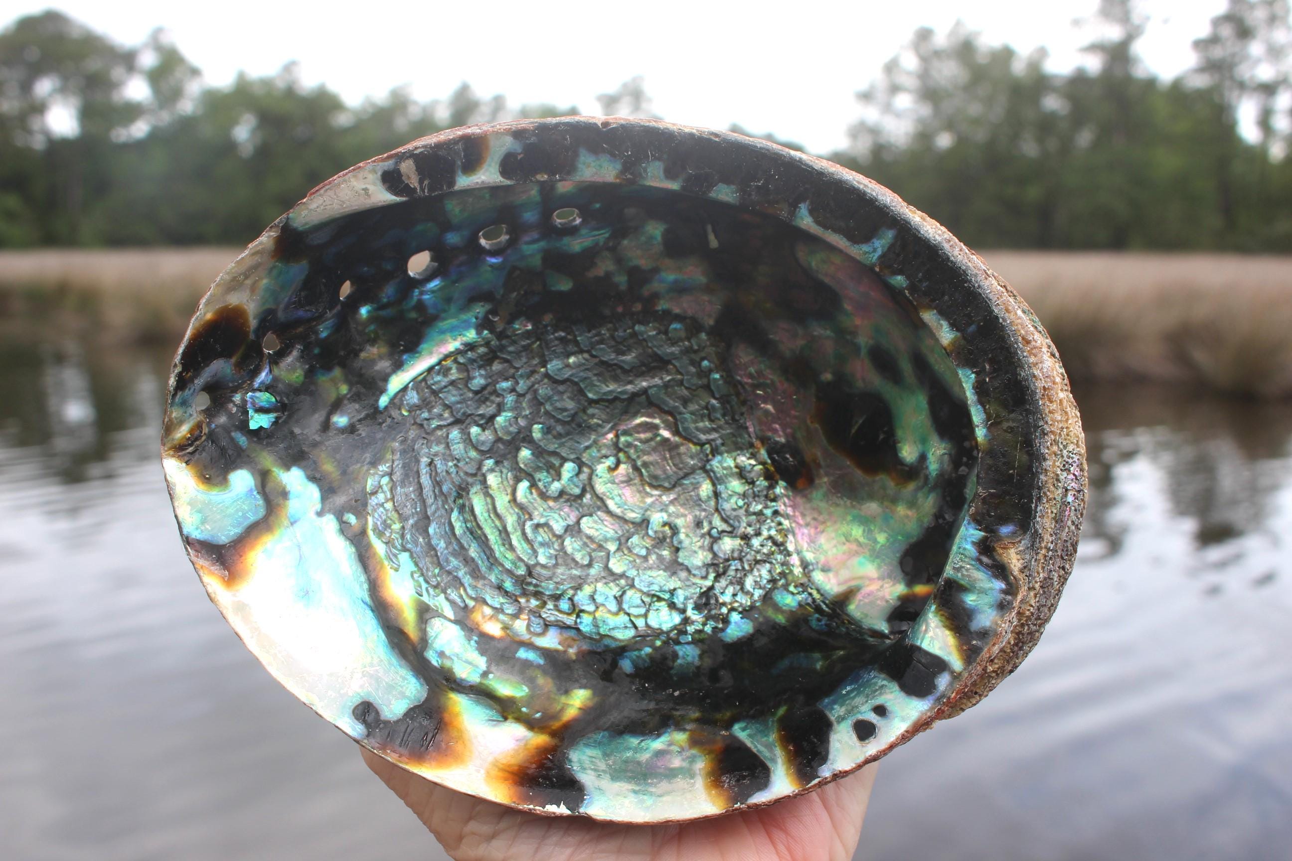Quality Ex large Fully Polished Abalone Shells. Deluxe Smudging, Décor for Boho Ocean Home, Table Centerpiece, Focal Point in Art Work.