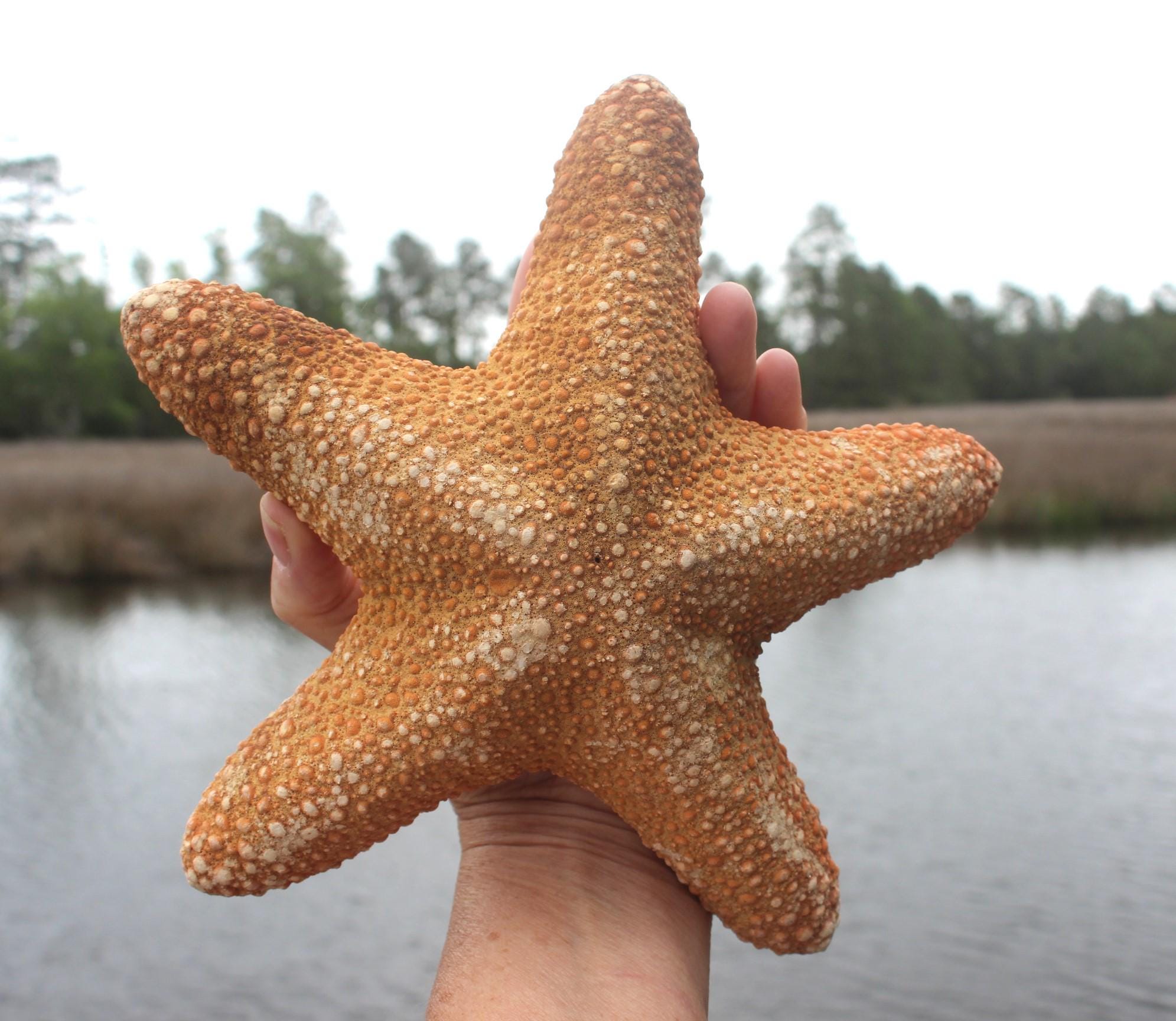 Huge 11 in. Jungle Starfish Sea Life Specimen.  Home Ocean Beach Décor, Table Centerpiece, Wall Art Shell Craft.