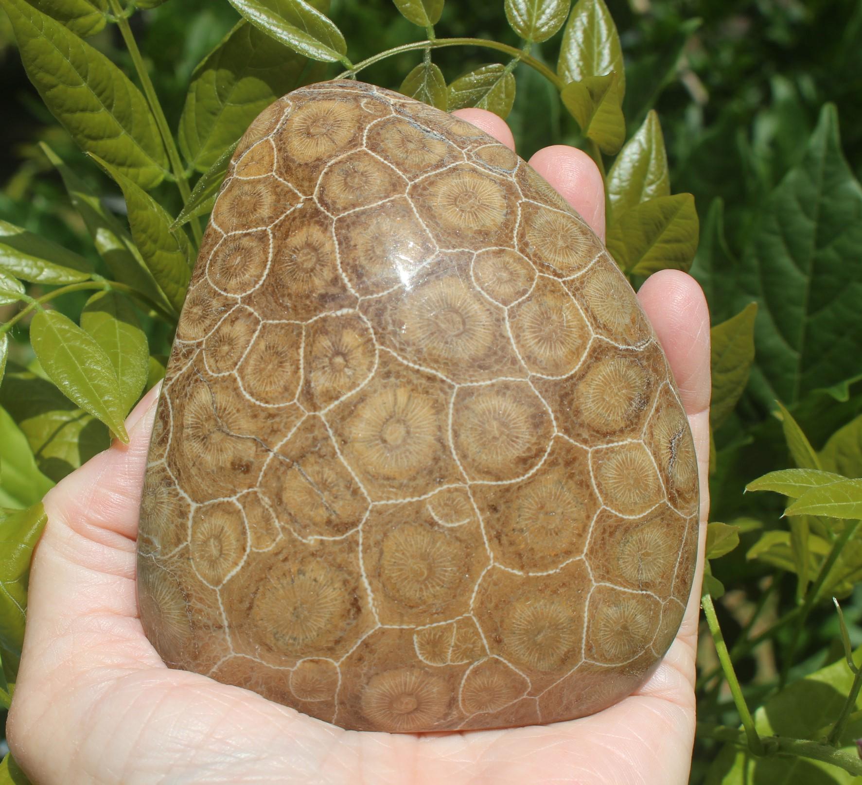 Fossilized Coral from The Western  Sahara Desert of Morocco,  Polished Beach Home Nautical Décor.